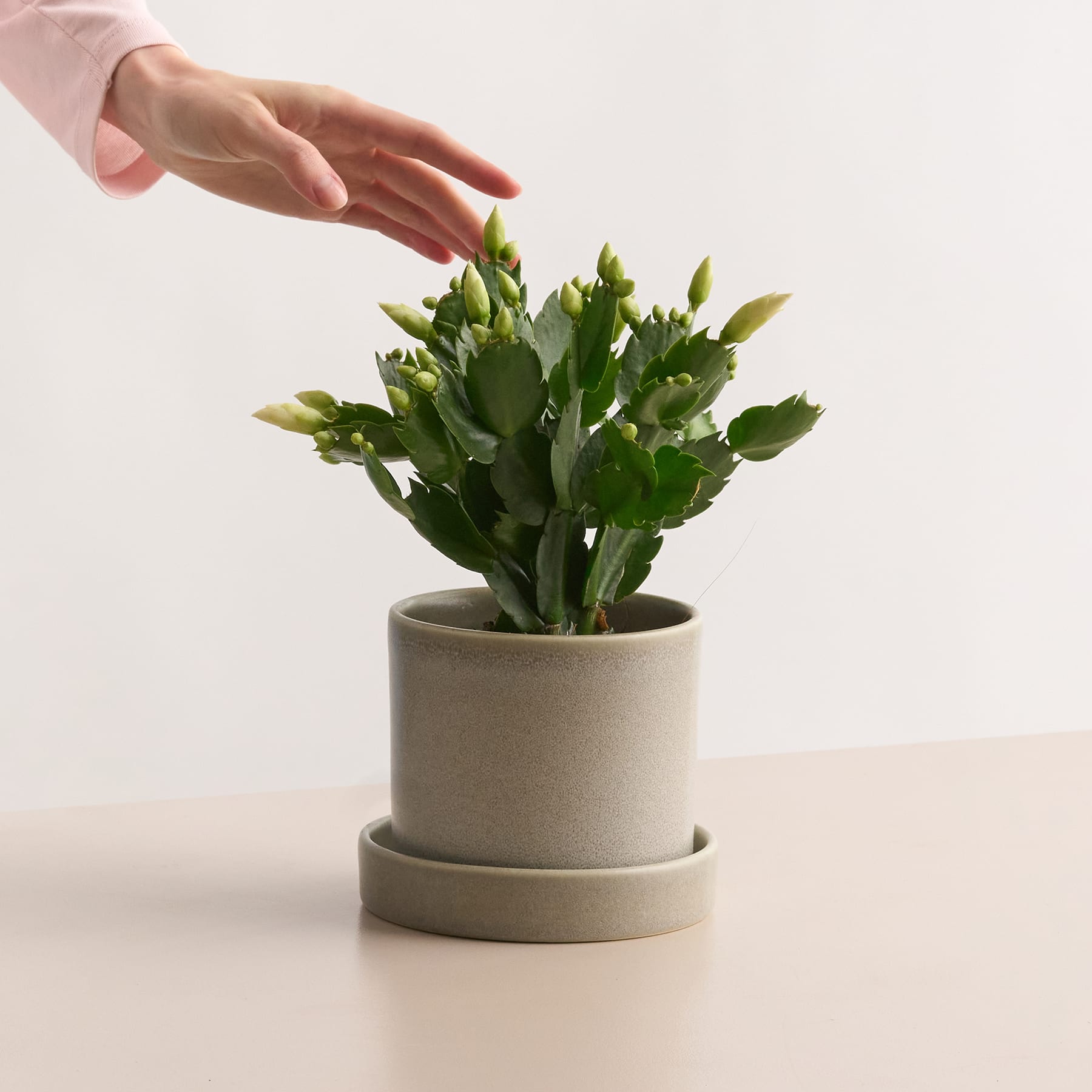 Weihnachtskaktus 'Schlumbergera' - weiß
