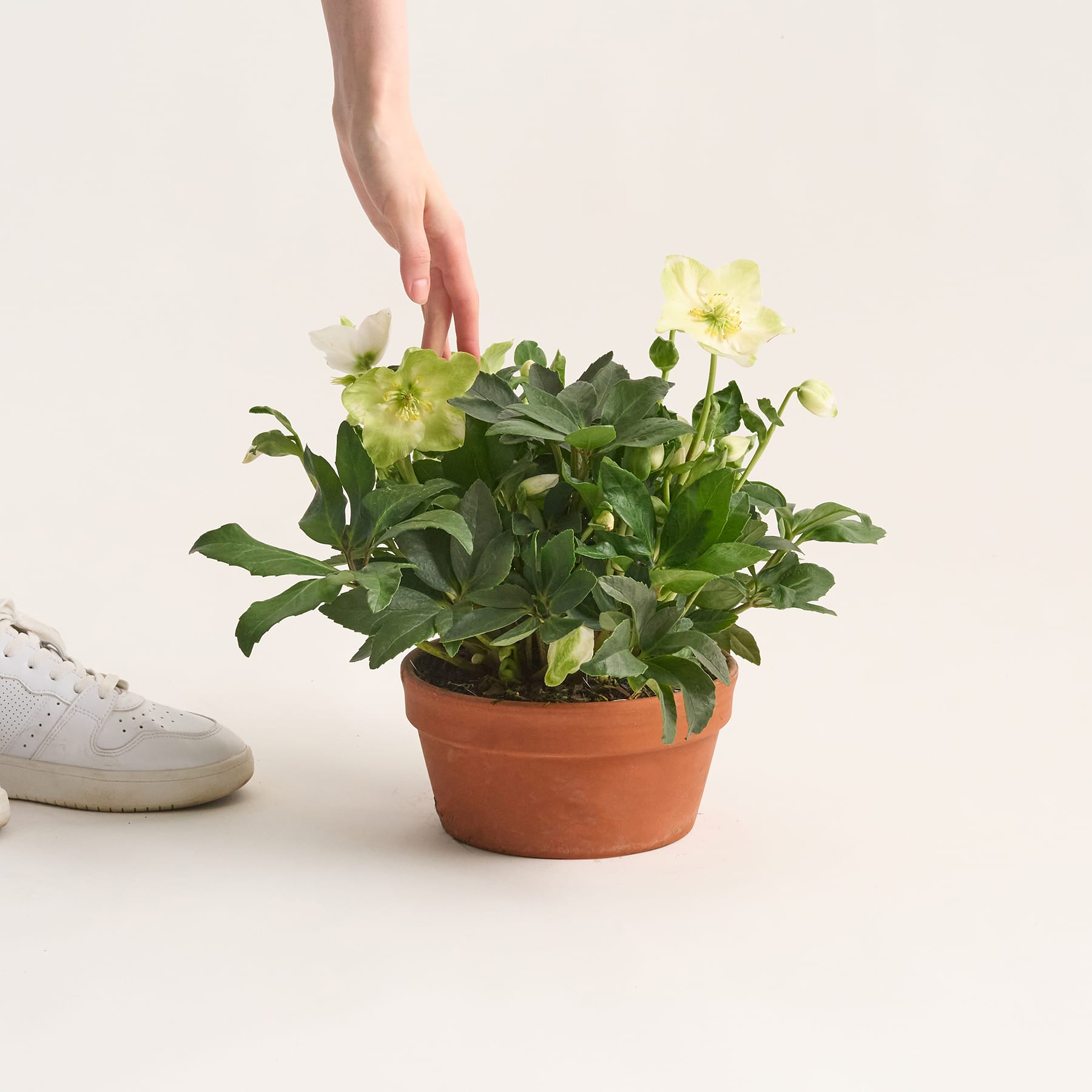 Christrose 'Jasper' in Tonschale