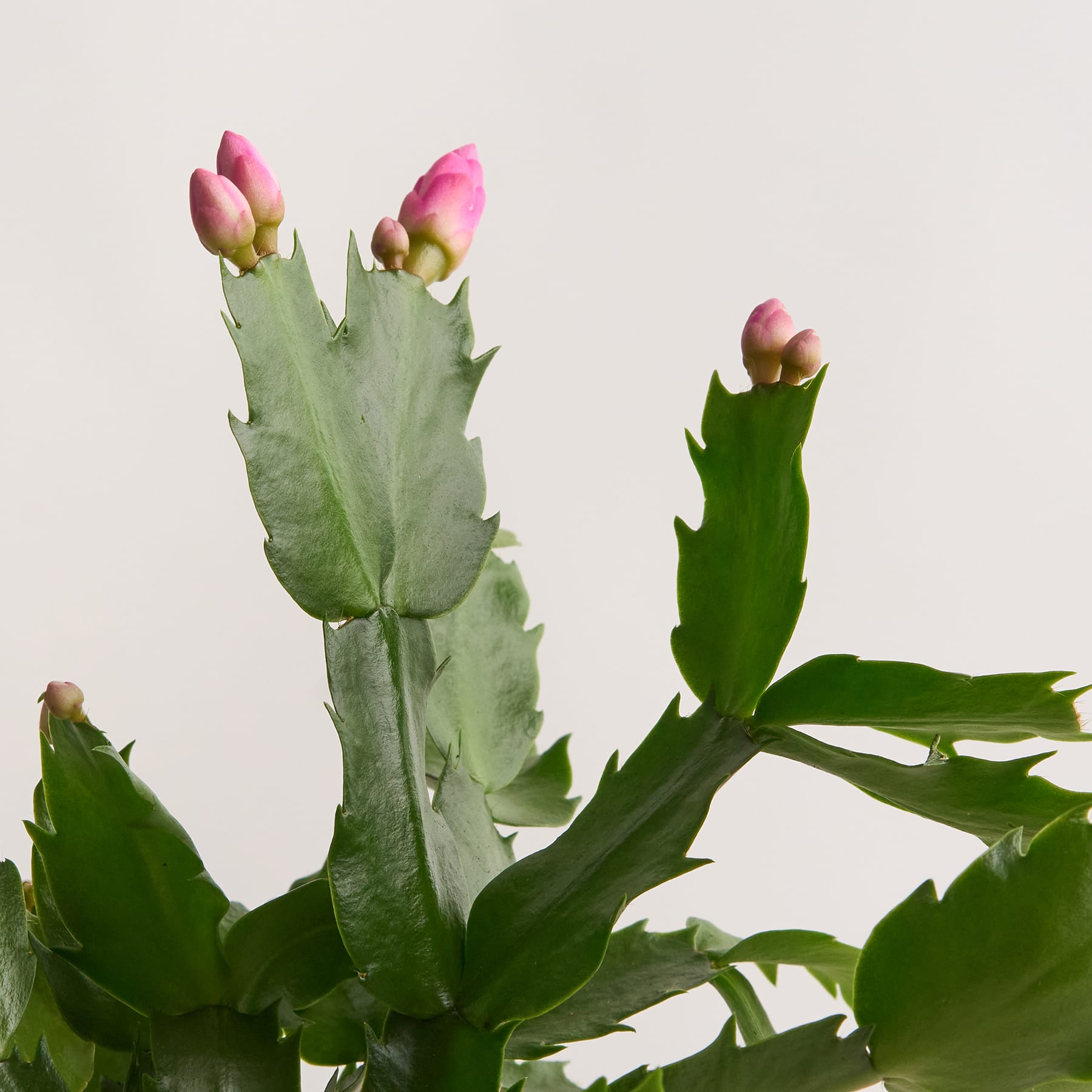 Weihnachtskaktus 'Schlumbergera' Rosa