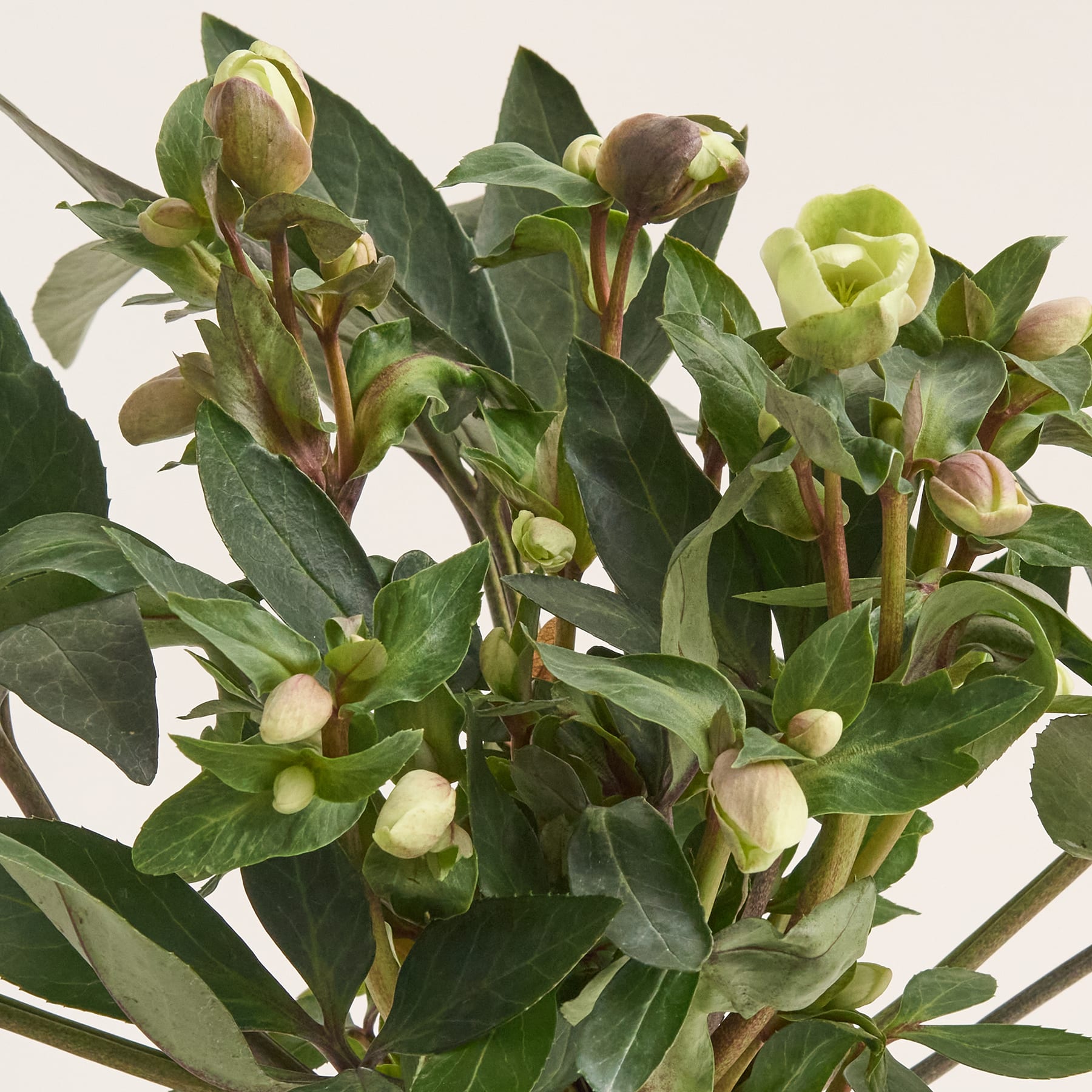 Lenzrose VIV® 'Valeria' S