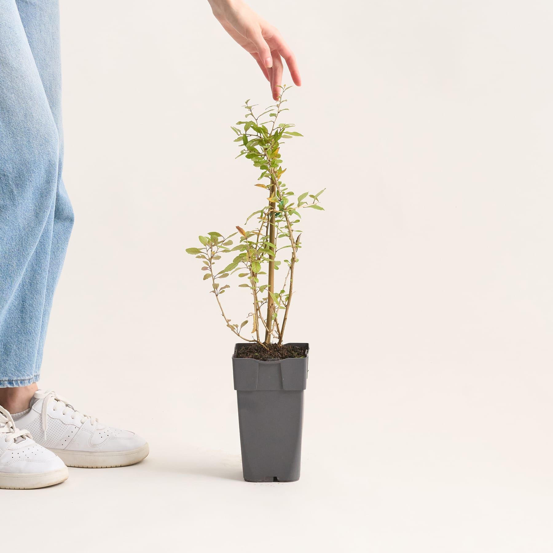 BIO Gojibeere 'Instant Success'