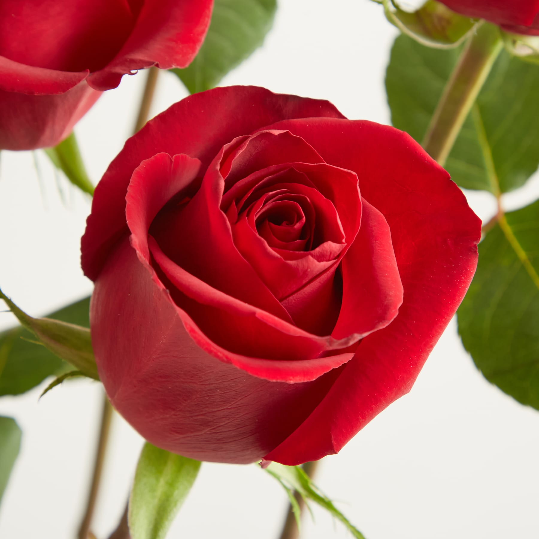 Ein Strauß leuchtend roter Rosen in einer Glasvase steht vor einem schlichten weißen Hintergrund.