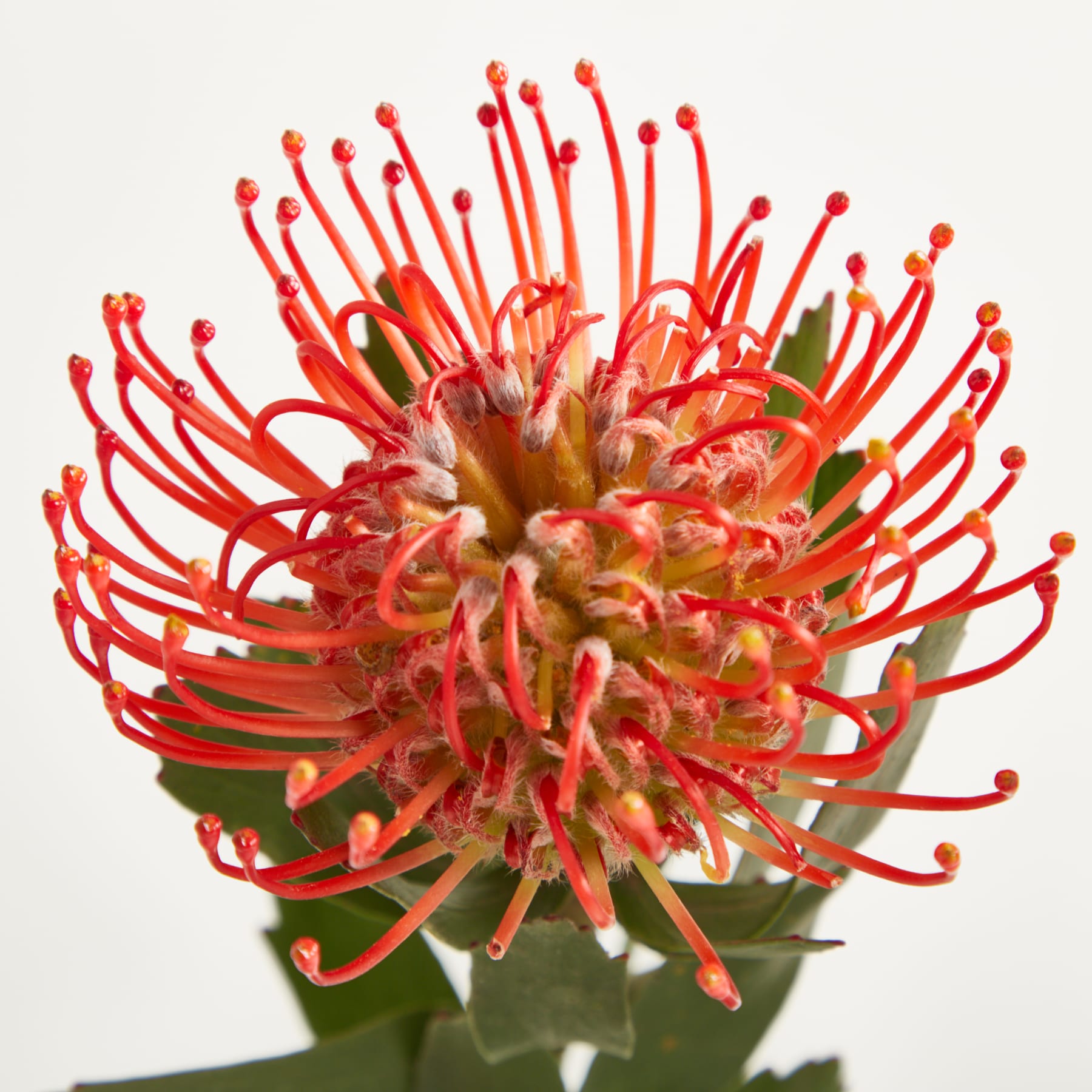 Eine weiße Keramikvase mit Spiralmuster hält einen Strauß leuchtend roter Protea-Blüten vor einem schlichten weißen Hintergrund. (Beschreibungstext KI-generiert)