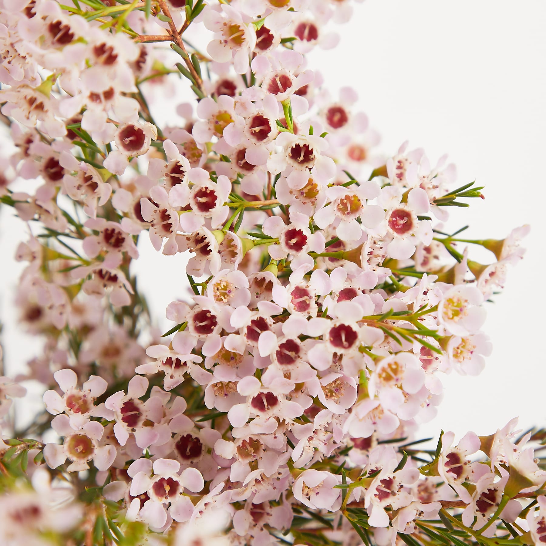 Ein Strauß zarter rosa und weißer Blumen in einer Glasvase steht vor einem schlichten weißen Hintergrund und schafft eine heitere und minimalistische Komposition.
