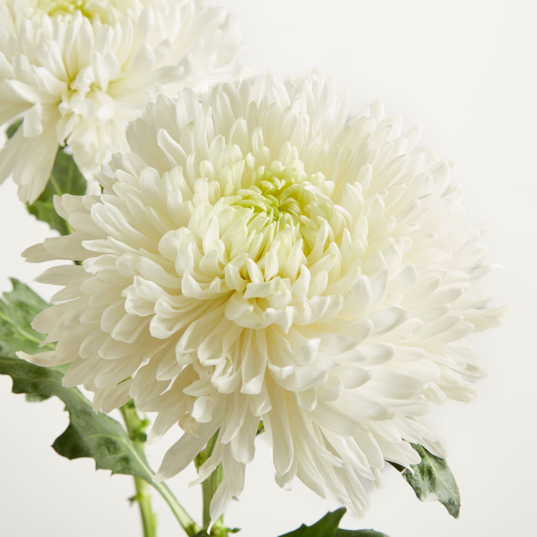Ein Strauß zarter weißer Blumen in einer transparenten Glasvase steht vor einem schlichten weißen Hintergrund.