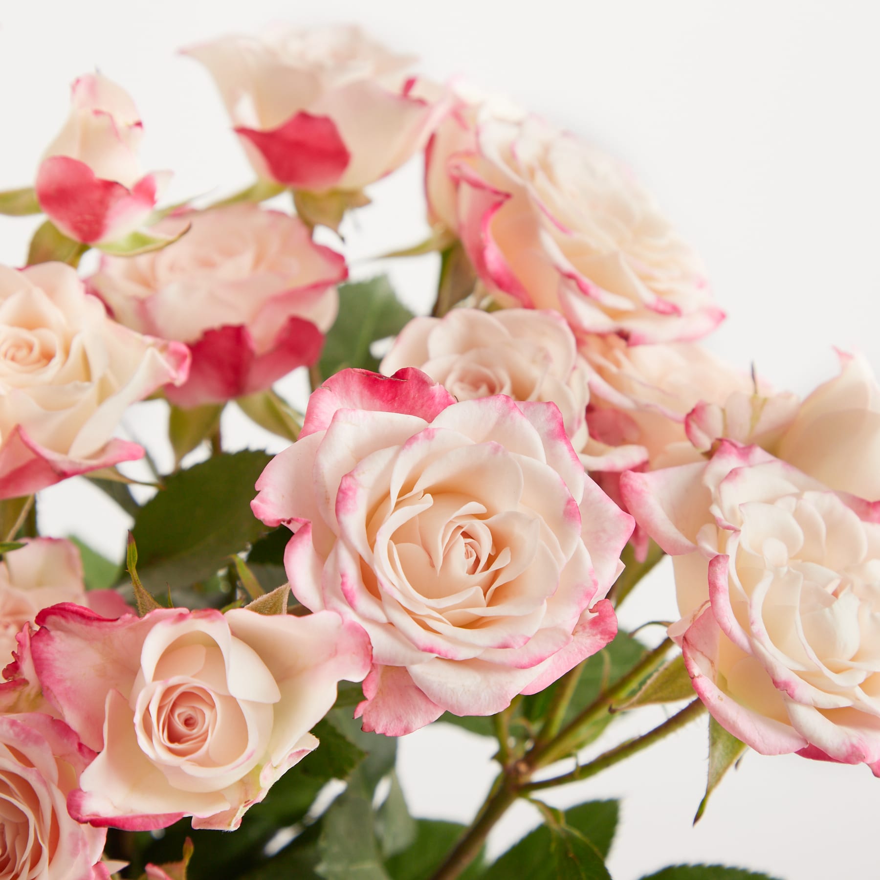 Ein Strauß zartrosa Nelken wird in einer hohen, klaren Glasvase vor einem schlichten weißen Hintergrund präsentiert.