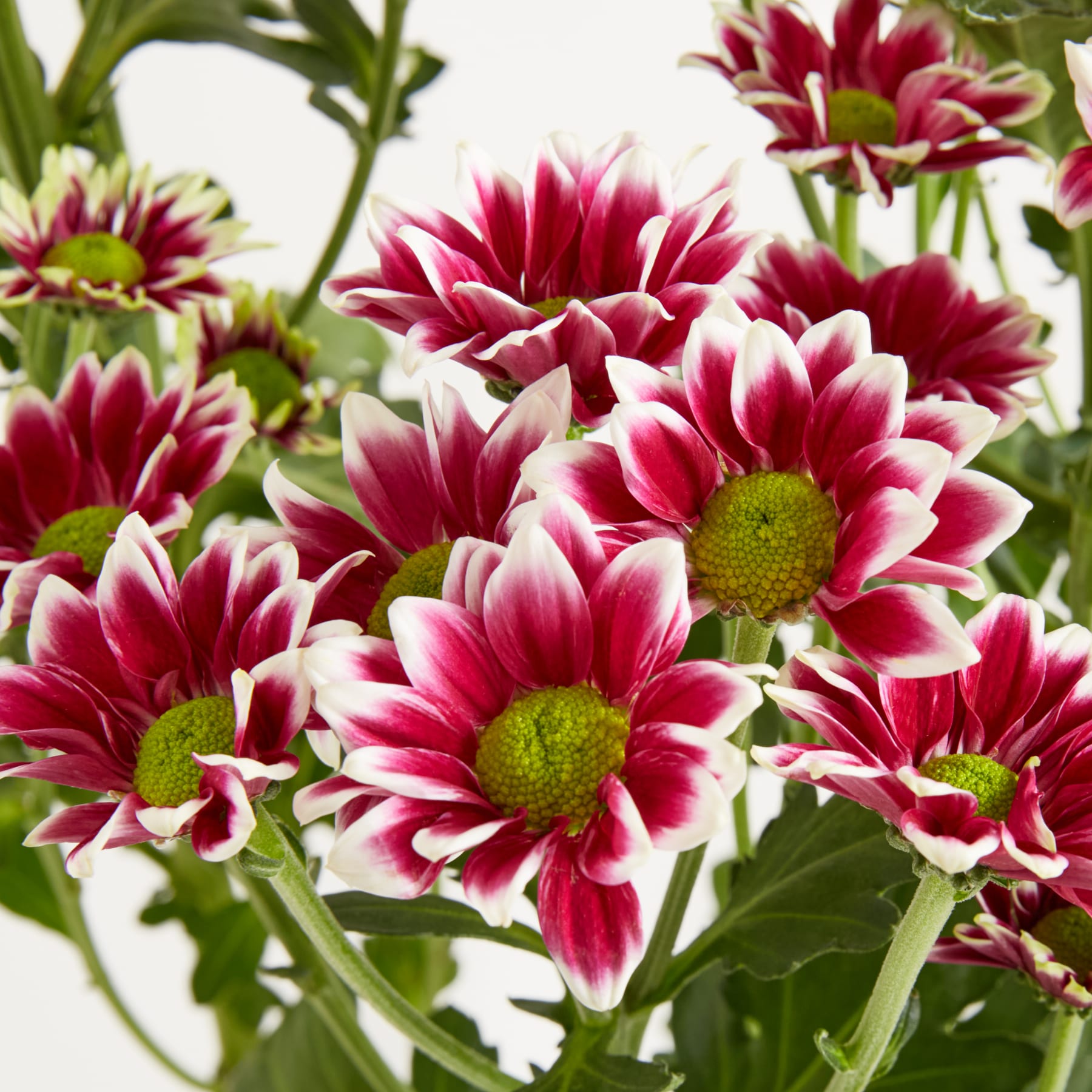 Ein Strauß leuchtender, burgunderfarbener Chrysanthemenblüten wird in einer weißen, wirbelnden Vase vor einem schlichten, hellen Hintergrund präsentiert.