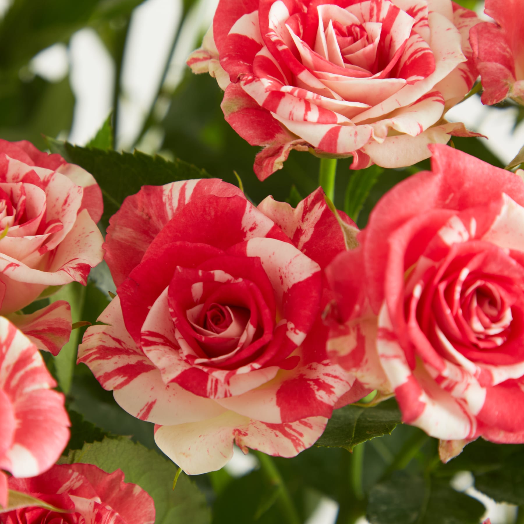 Ein Strauß leuchtend roter und rosa Rosen in einer Glasvase steht auf einem schlichten weißen Hintergrund.
