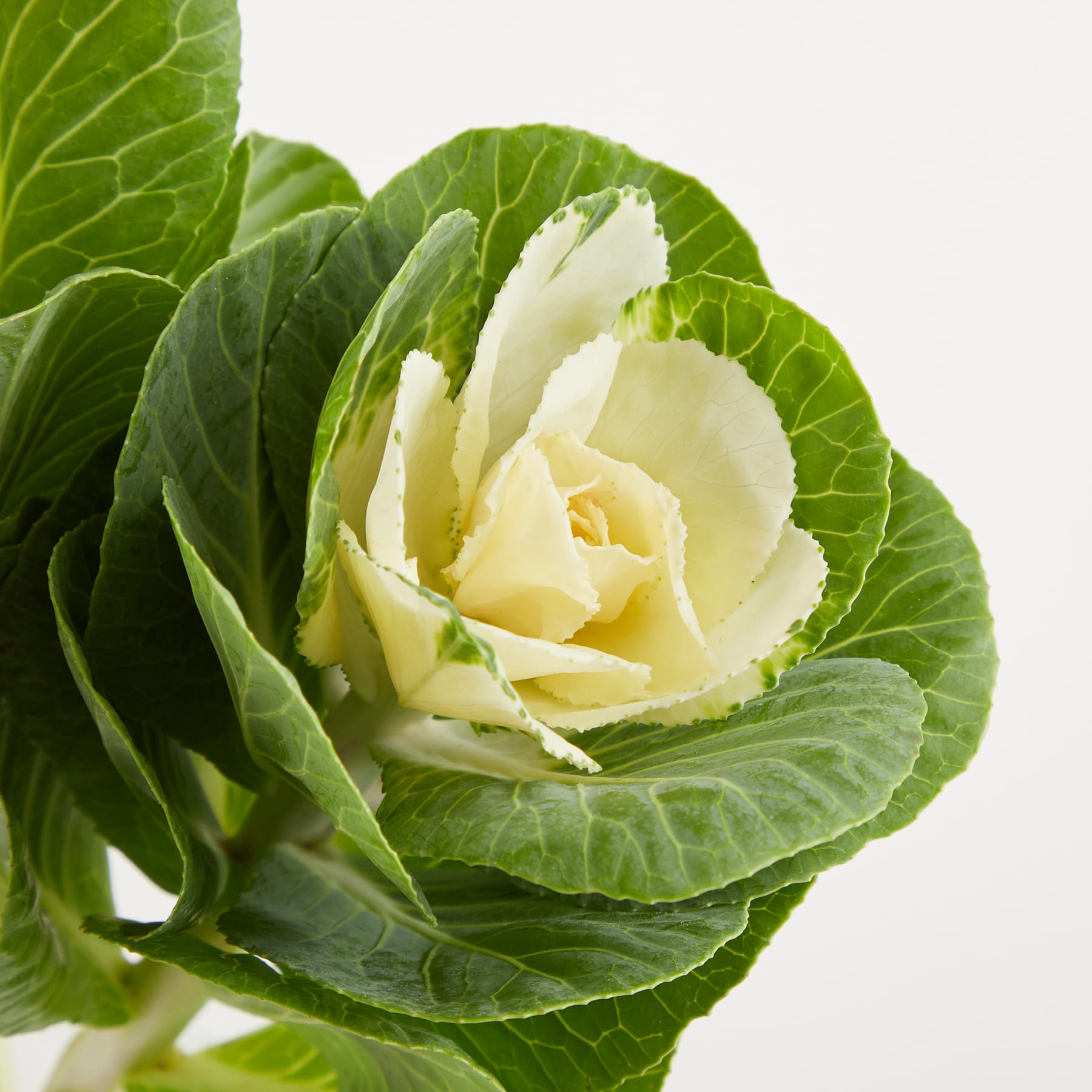 Ein Strauß frischer grüner und weißer Tulpen, arrangiert in einer klaren Glasvase vor einem schlichten weißen Hintergrund. (Beschreibungstext KI-generiert)