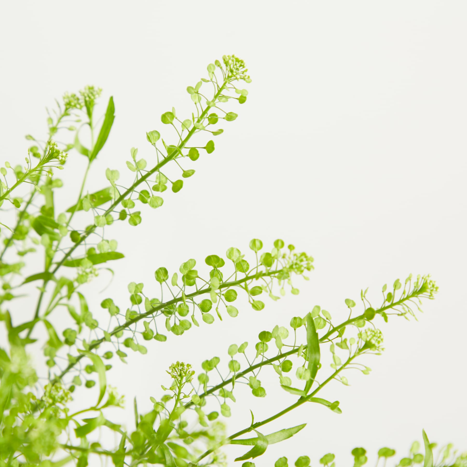 Auf einer schlichten weißen Oberfläche steht eine klare Glasvase, gefüllt mit einem üppigen Strauß zarter grüner Stiele und winziger weißer Blüten.