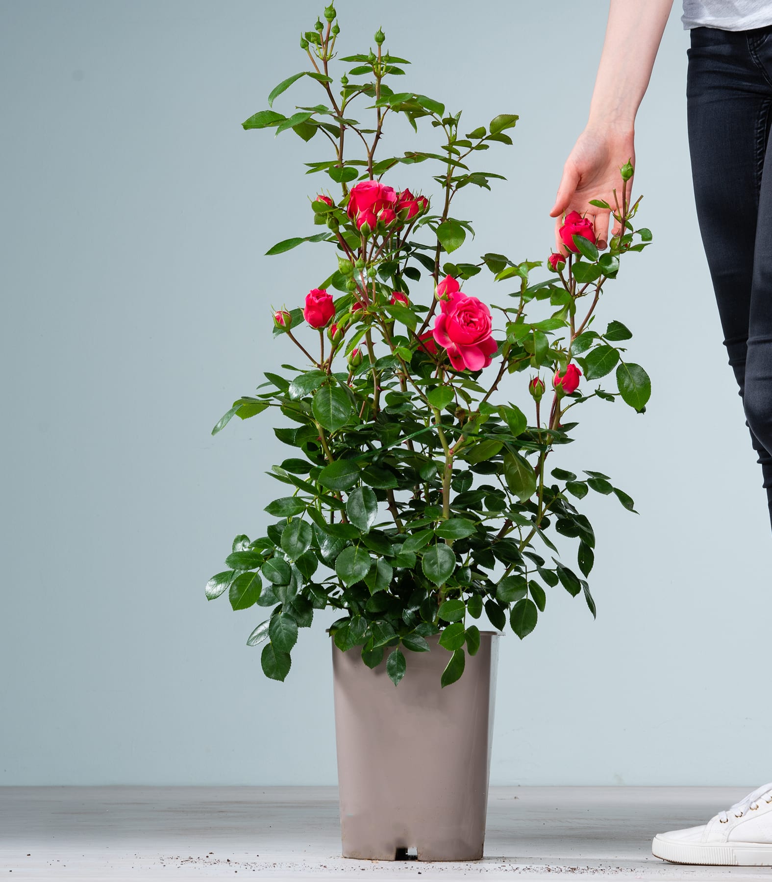 Im Vordergrund steht eine Topfrose mit leuchtend roten Blüten, während im Hintergrund die Beine und Füße einer Person zu sehen sind, was auf eine häusliche Umgebung hindeutet.