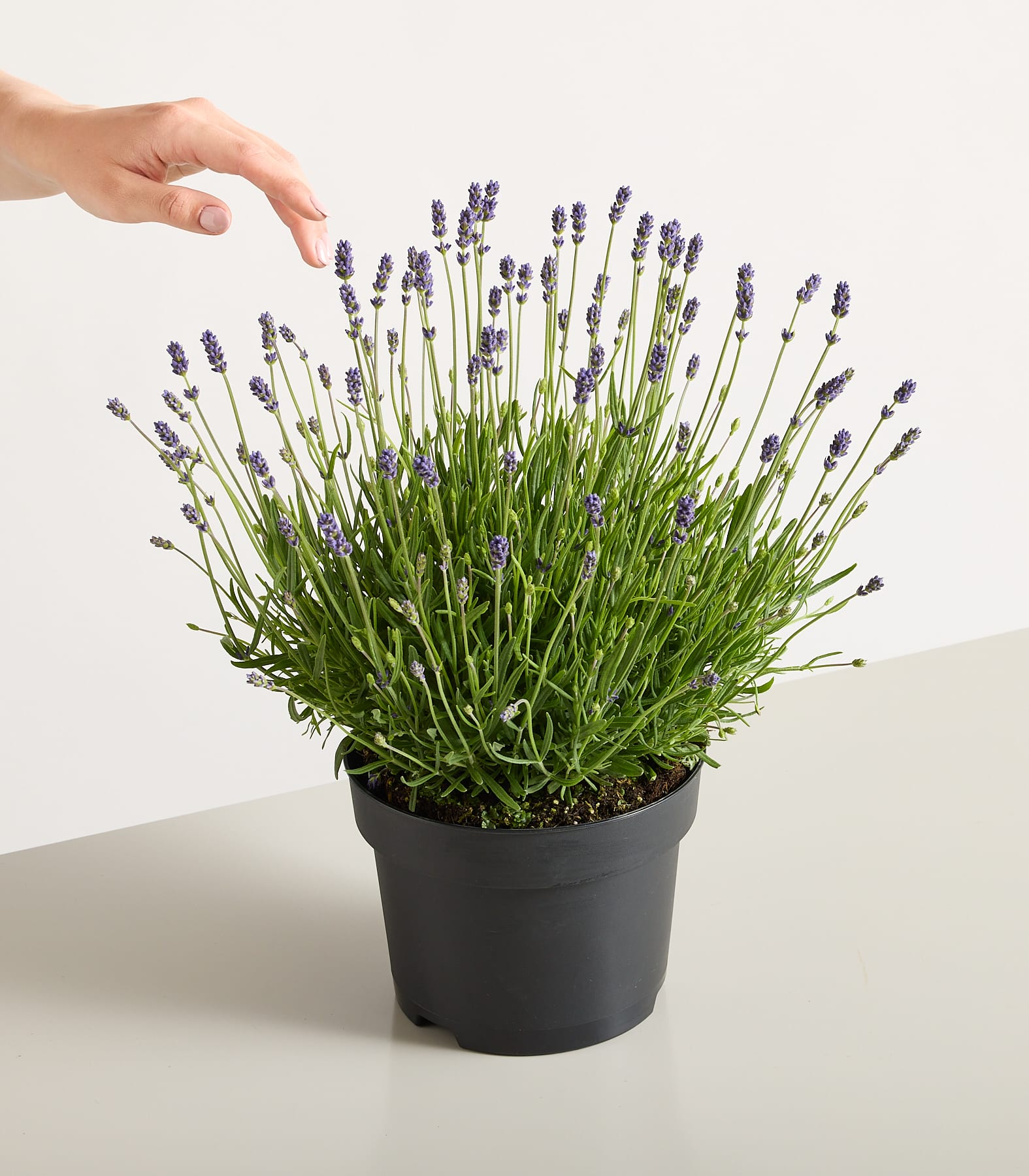 Ein üppiges Feld mit leuchtend violetten Lavendelblüten in voller Blüte, umgeben von sattgrünem Laub.