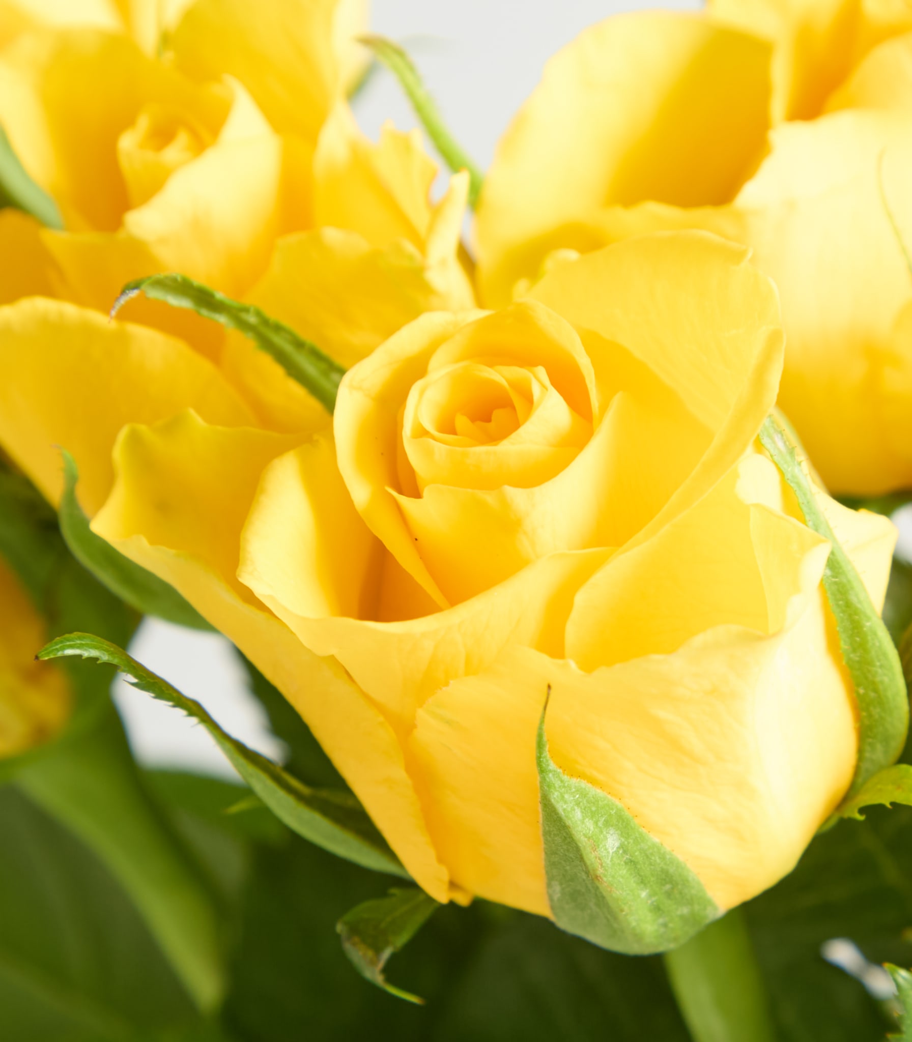 Ein lebendiger Strauß üppiger, goldgelber Rosen mit grünem Laub vor einem schlichten, hellen Hintergrund.
