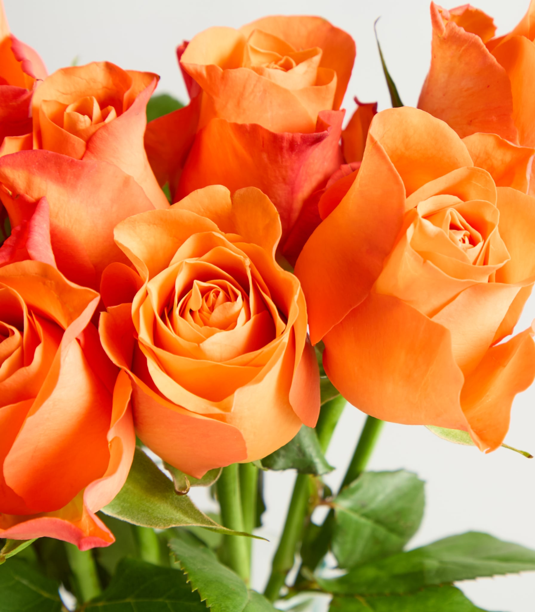 Ein Strauß leuchtend orangefarbener Rosen in einer Glasvase vor einem schlichten weißen Hintergrund.