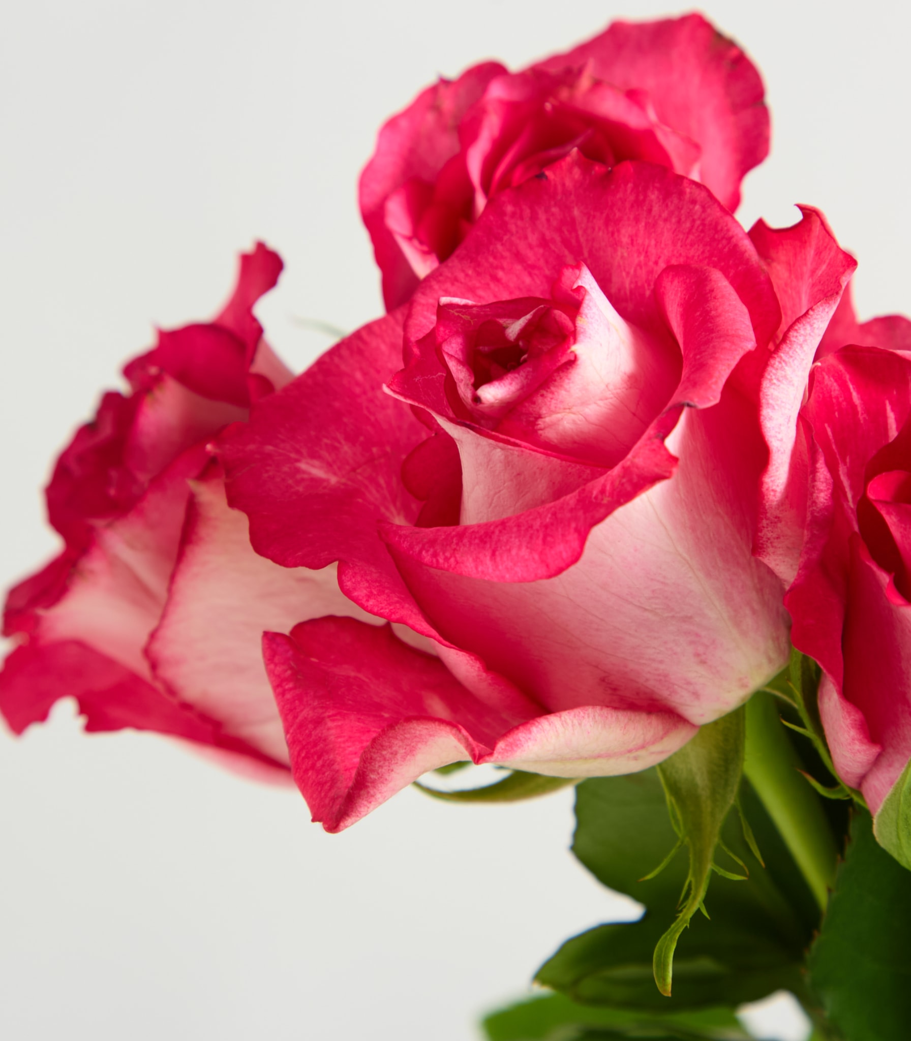 Eine leuchtende, tiefrosa Rose mit zarten Blütenblättern hebt sich von einem schlichten, hellen Hintergrund ab.