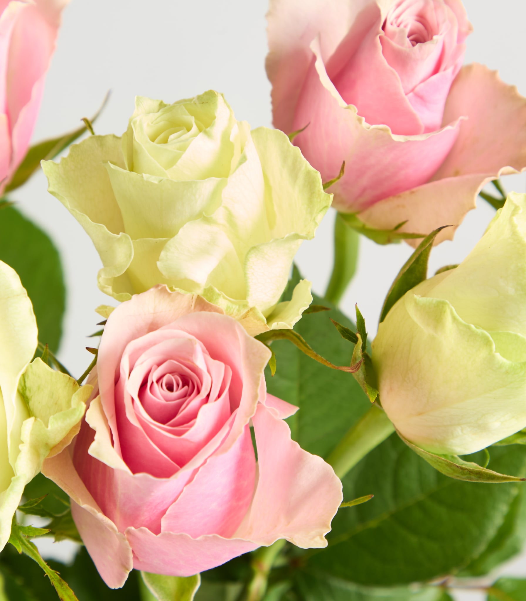 Ein Strauß leuchtend rosa und gelber Rosen wird in einer klaren Glasvase vor einem schlichten weißen Hintergrund präsentiert.