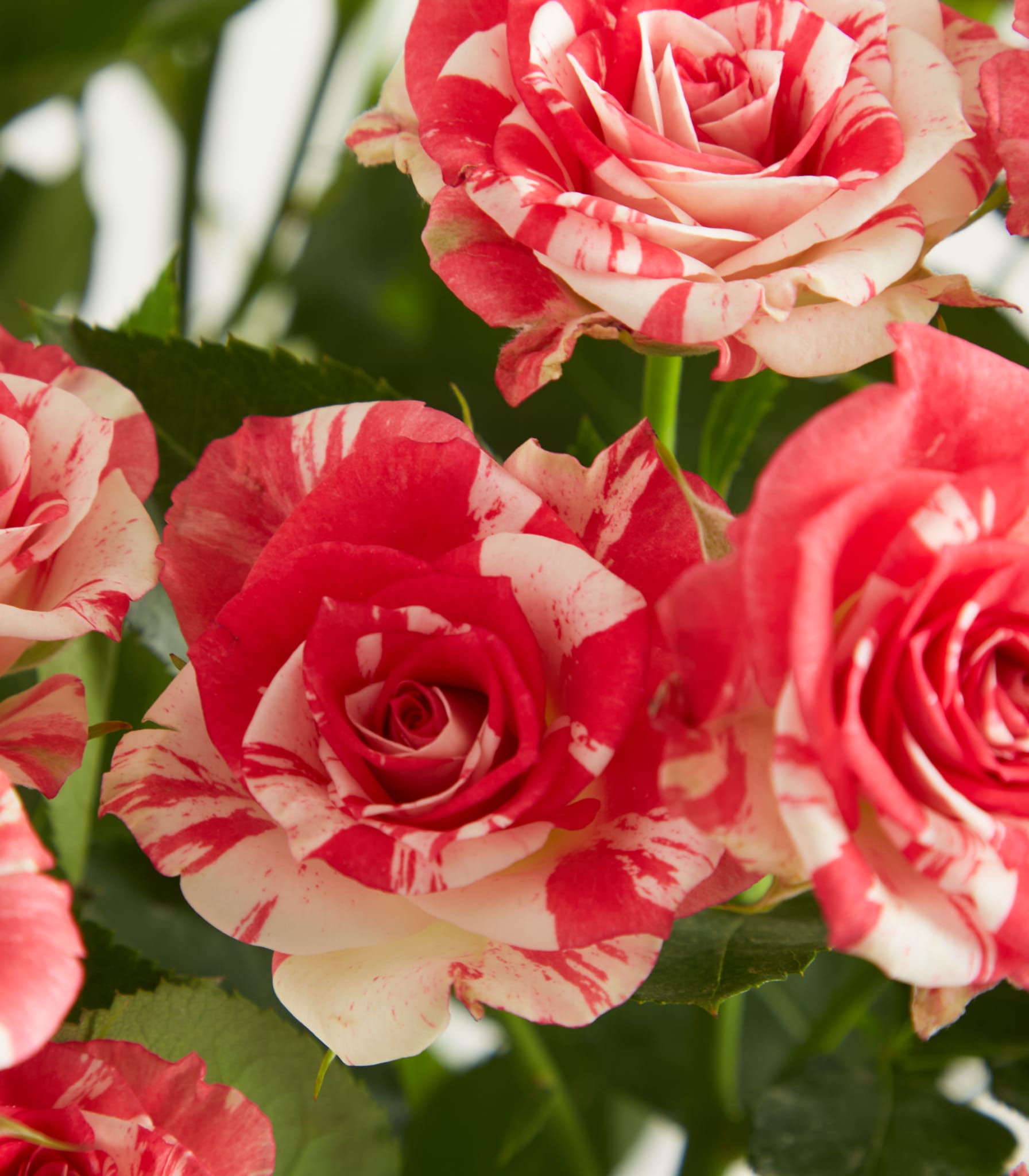 Ein Strauß leuchtend roter und rosa Rosen in einer Glasvase steht auf einem schlichten weißen Hintergrund.