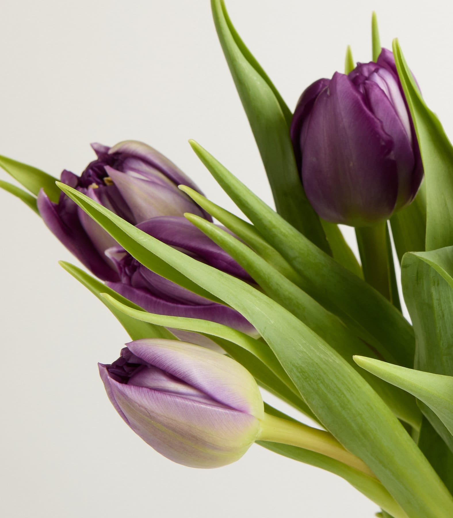 Lila gefüllte Tulpen - 10 Stiele