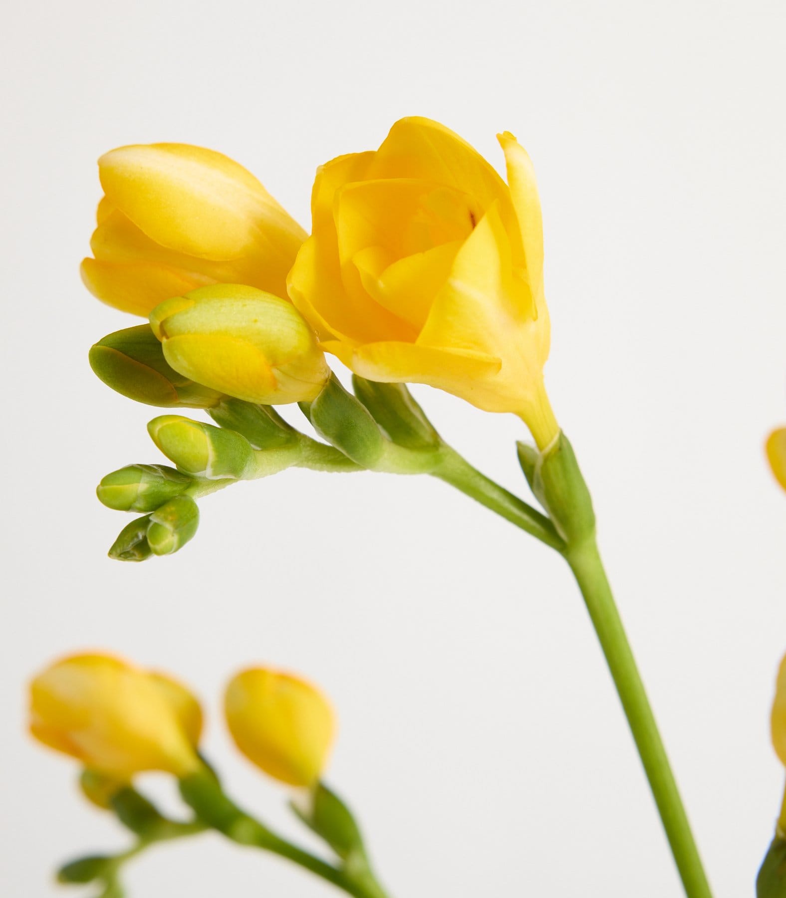 Gelbe Freesien - 7 Stiele