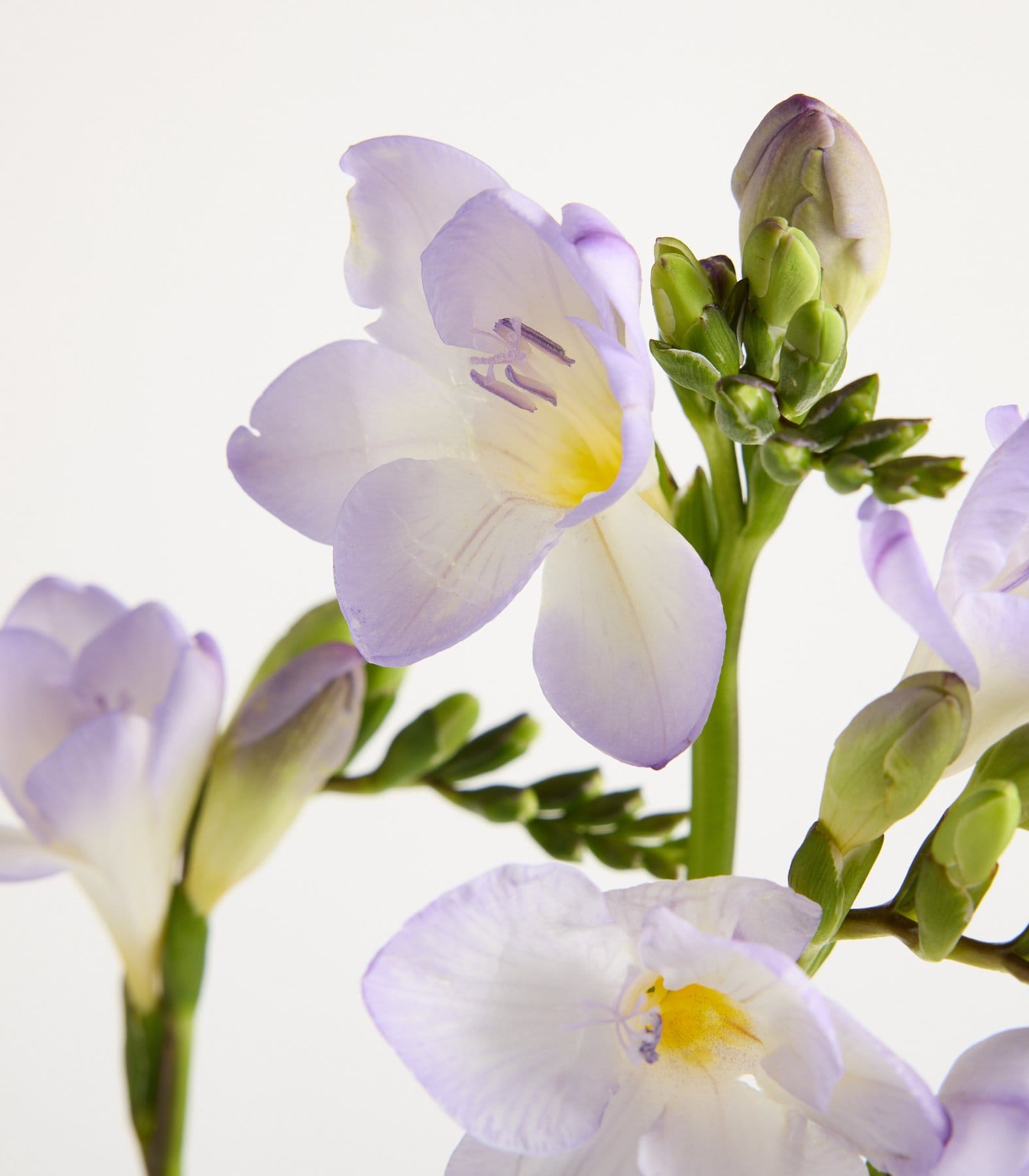 Lila Freesien - 7 Stiele
