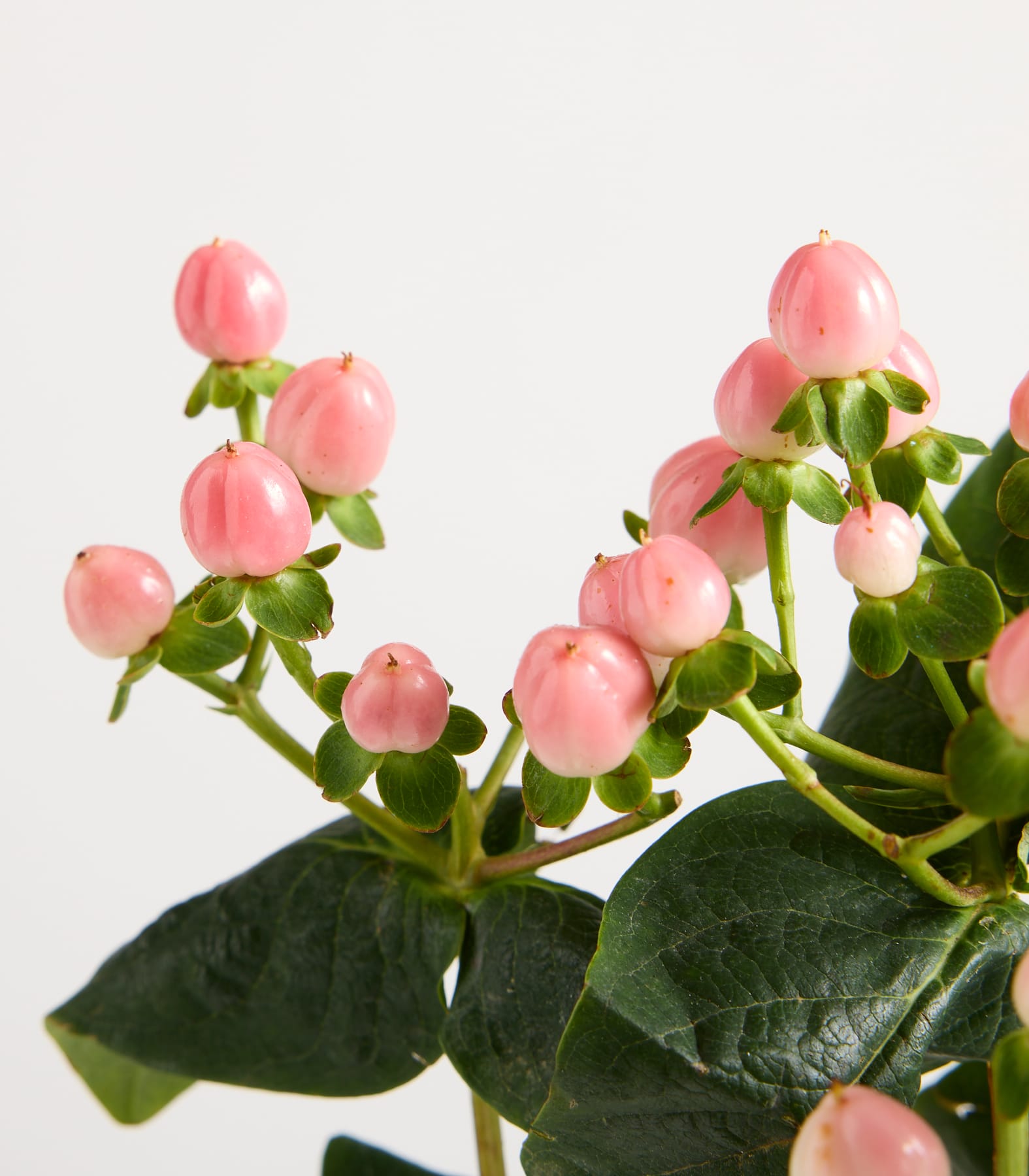 Das Bild zeigt eine Nahaufnahme einer Pflanze mit leuchtend rosa Knospen und grünen Blättern vor einem schlichten weißen Hintergrund.