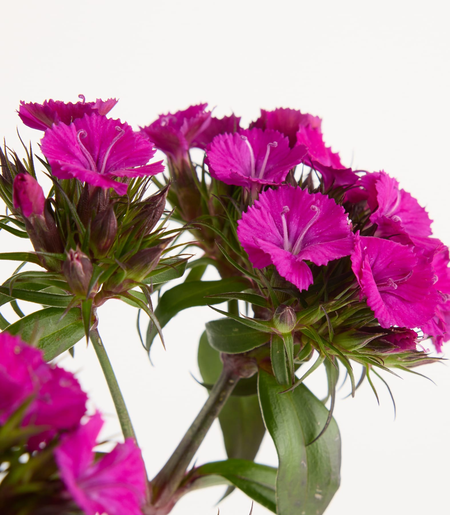 Leuchtend fuchsiafarbene Nelkenblüten mit üppigem grünem Laub heben sich vom schlichten weißen Hintergrund ab.