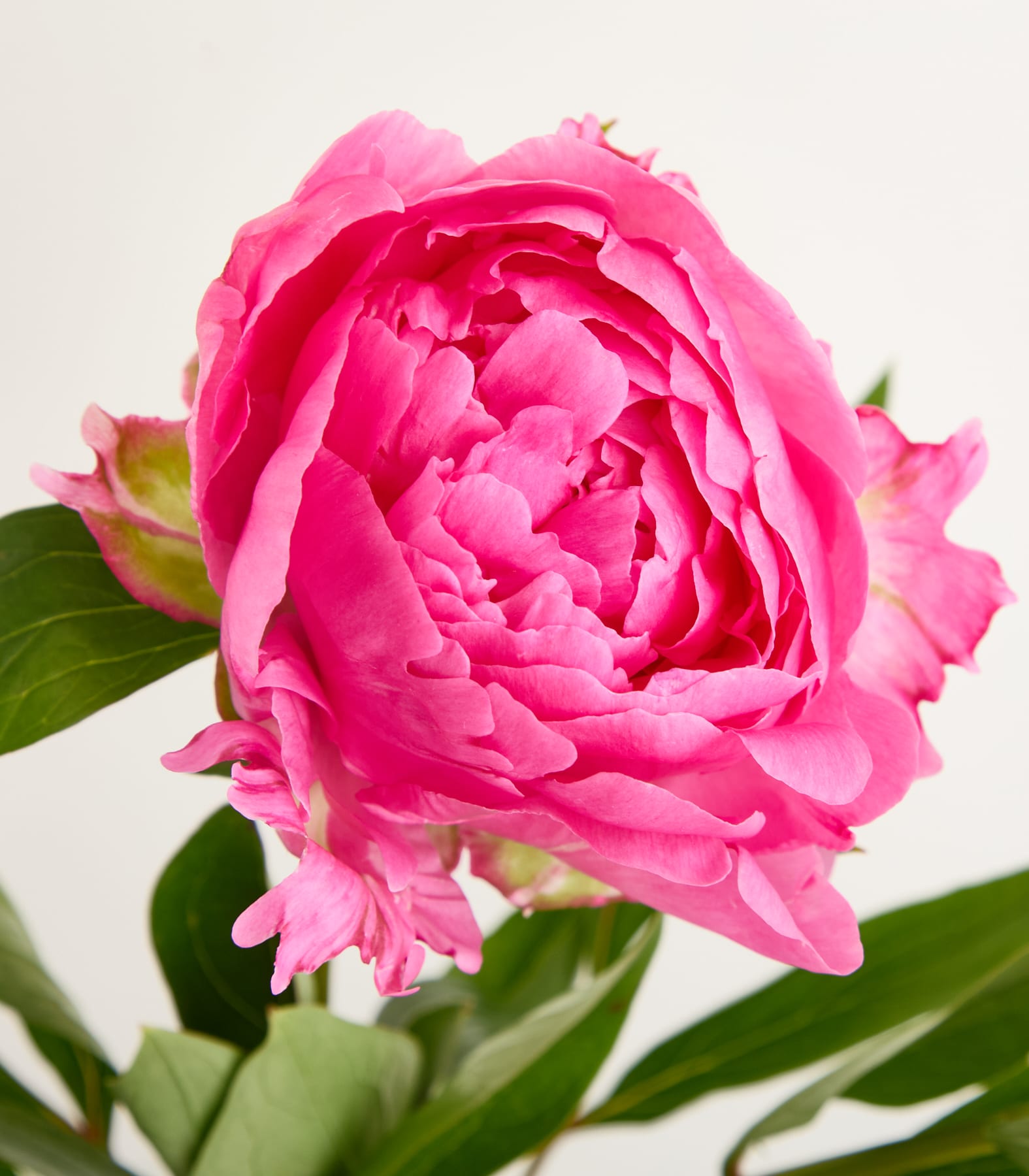 Eine leuchtend rosa Pfingstrosenblüte mit üppigen, zarten Blütenblättern hebt sich von einem schlichten, hellen Hintergrund ab.