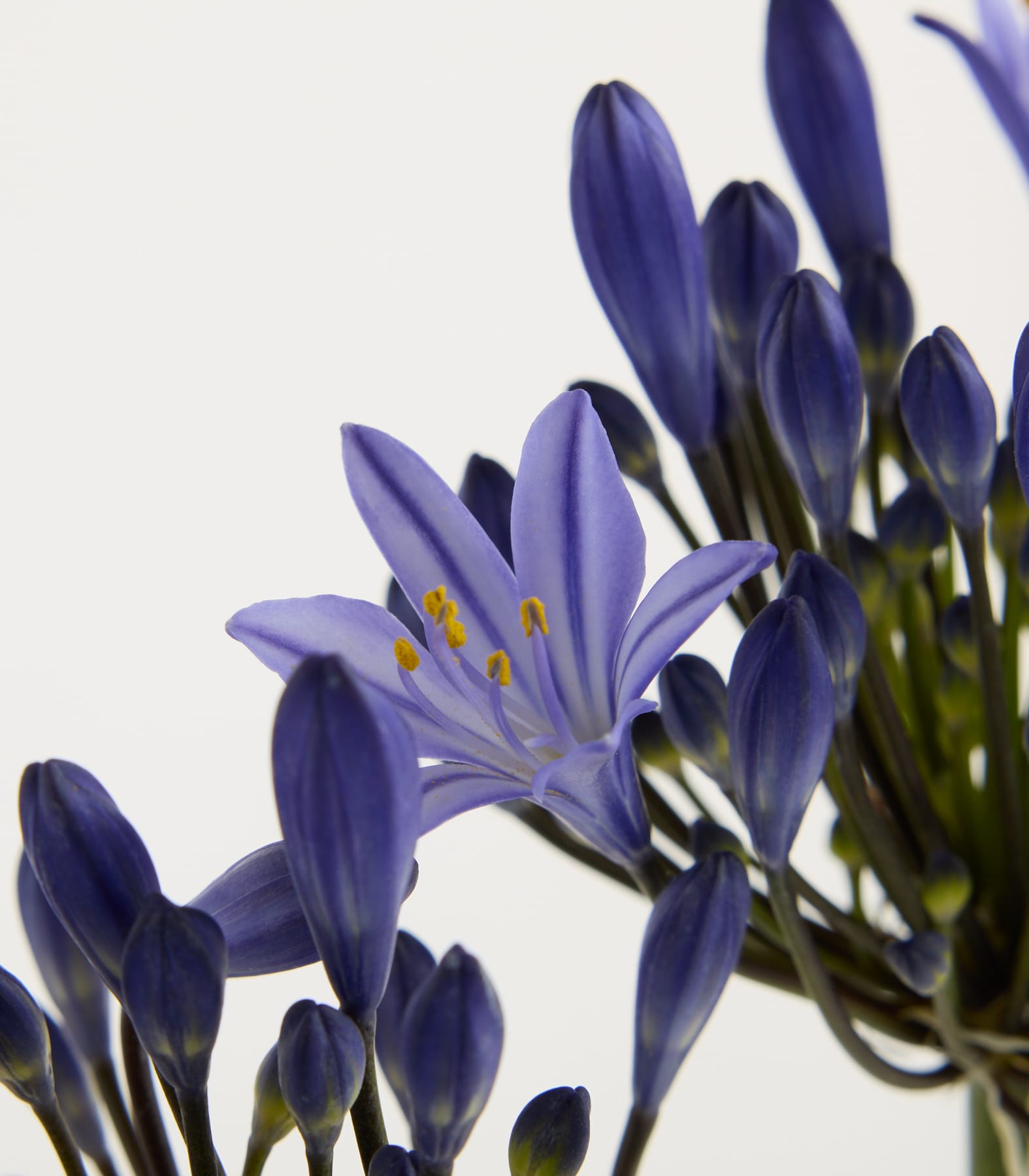 Leuchtend violette Krokusblüten mit zarten Blütenblättern und grünem Laub vor schlichtem weißen Hintergrund.
