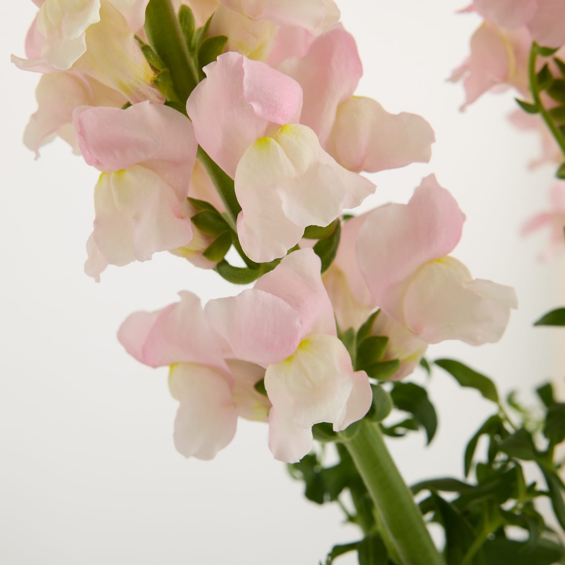 Rosa Löwenmaul - 7 Stiele