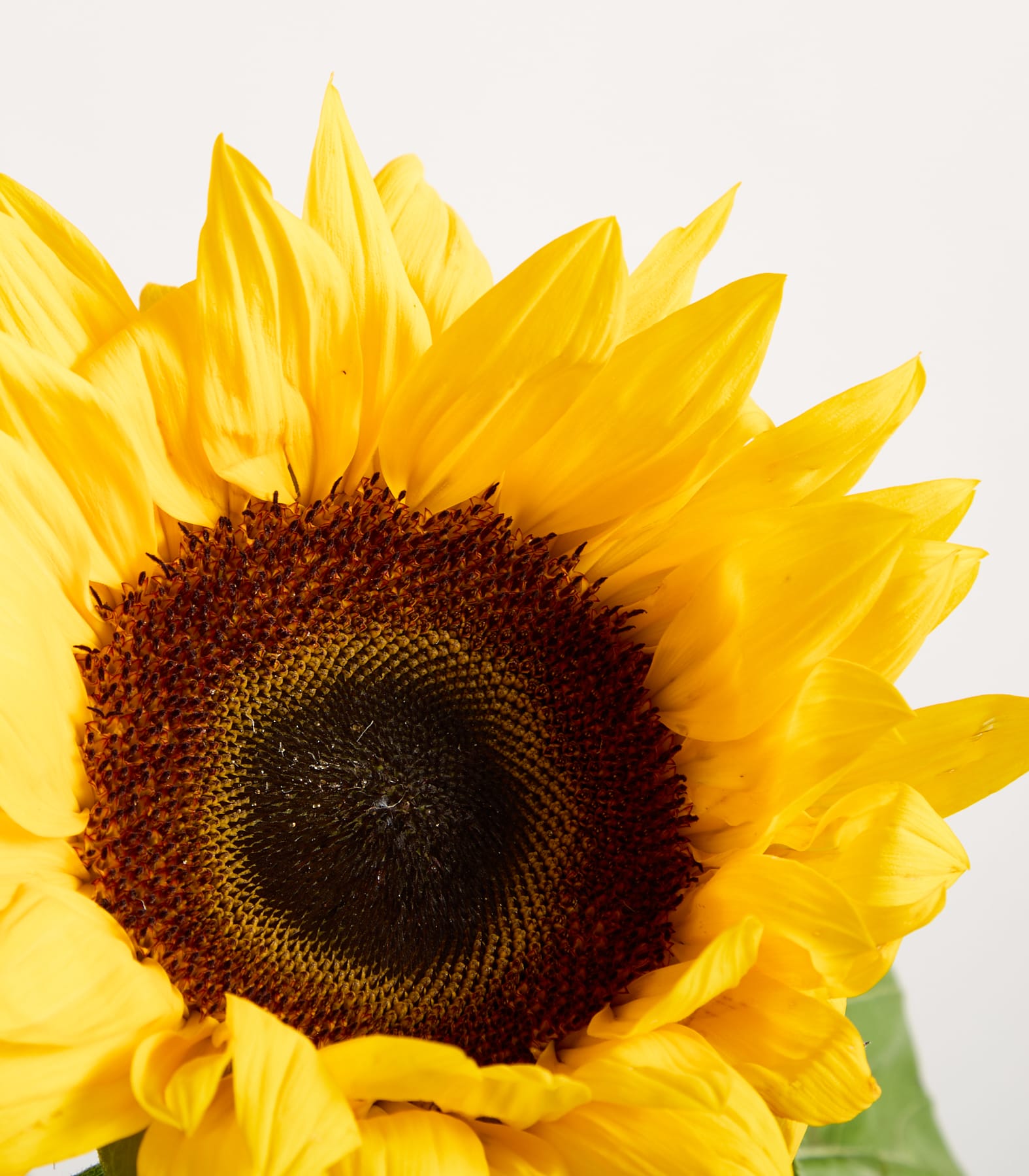 Eine leuchtende Sonnenblume mit ihren großen, goldenen Blütenblättern und dem dunklen Zentrum füllt das Bild vor einem schlichten weißen Hintergrund.