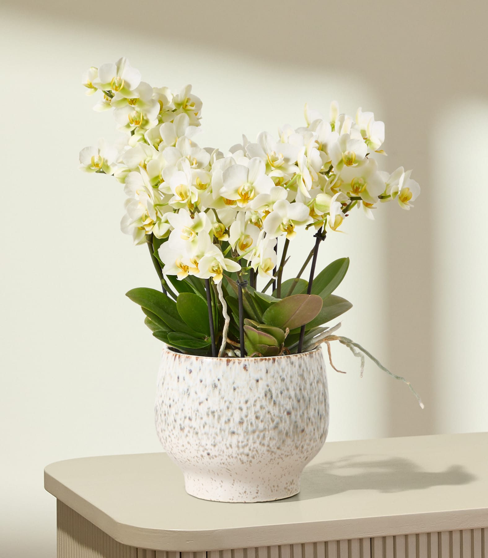 Eine weiße Orchidee im Topf mit zarten Blüten steht auf einem strukturierten Tisch und wirft einen sanften Schatten auf eine schlichte, helle Wand.