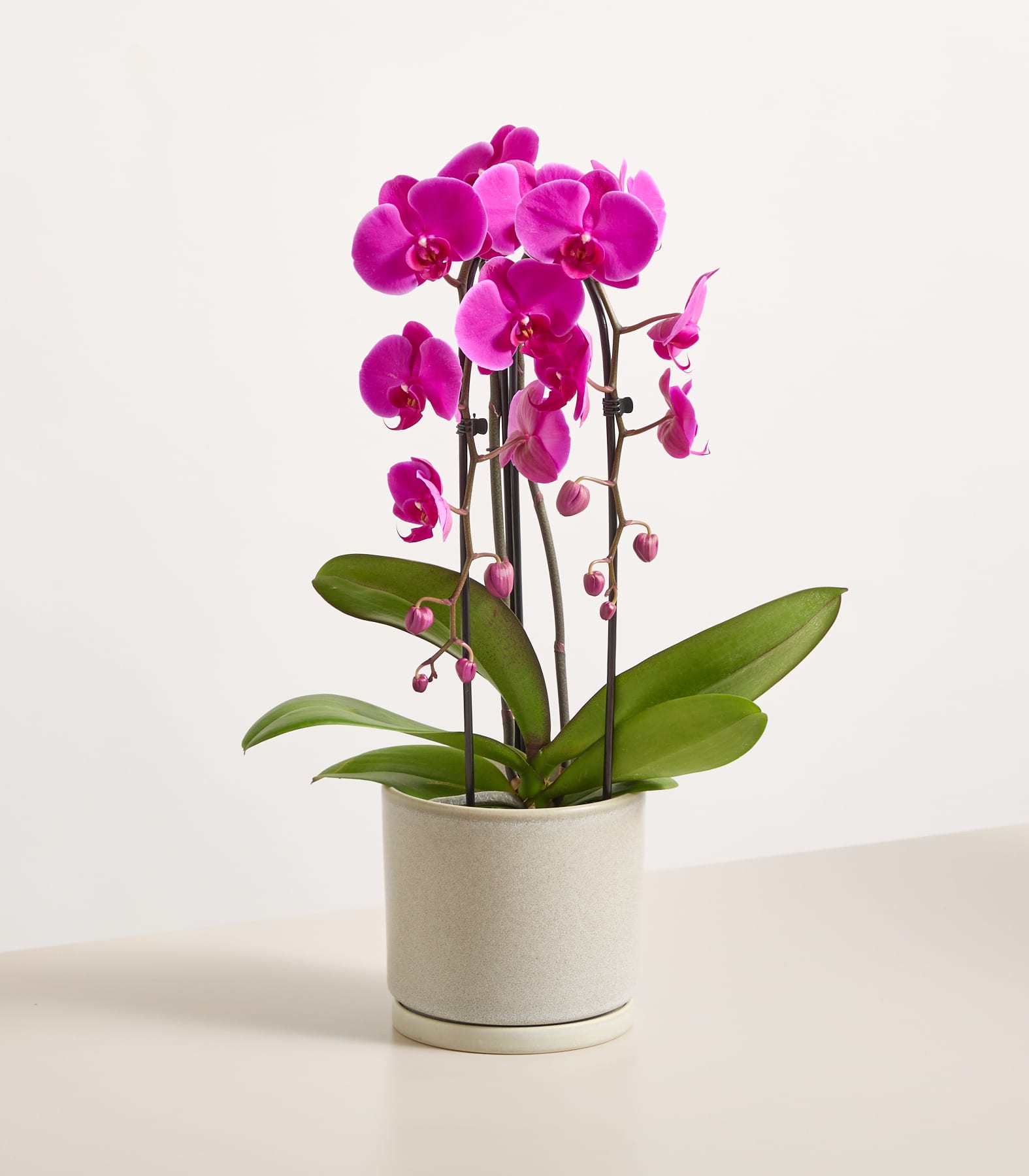 Eine leuchtend pinkfarbene Orchidee mit zahlreichen Blüten steht in einem weißen Keramiktopf vor einem schlichten, hellen Hintergrund.