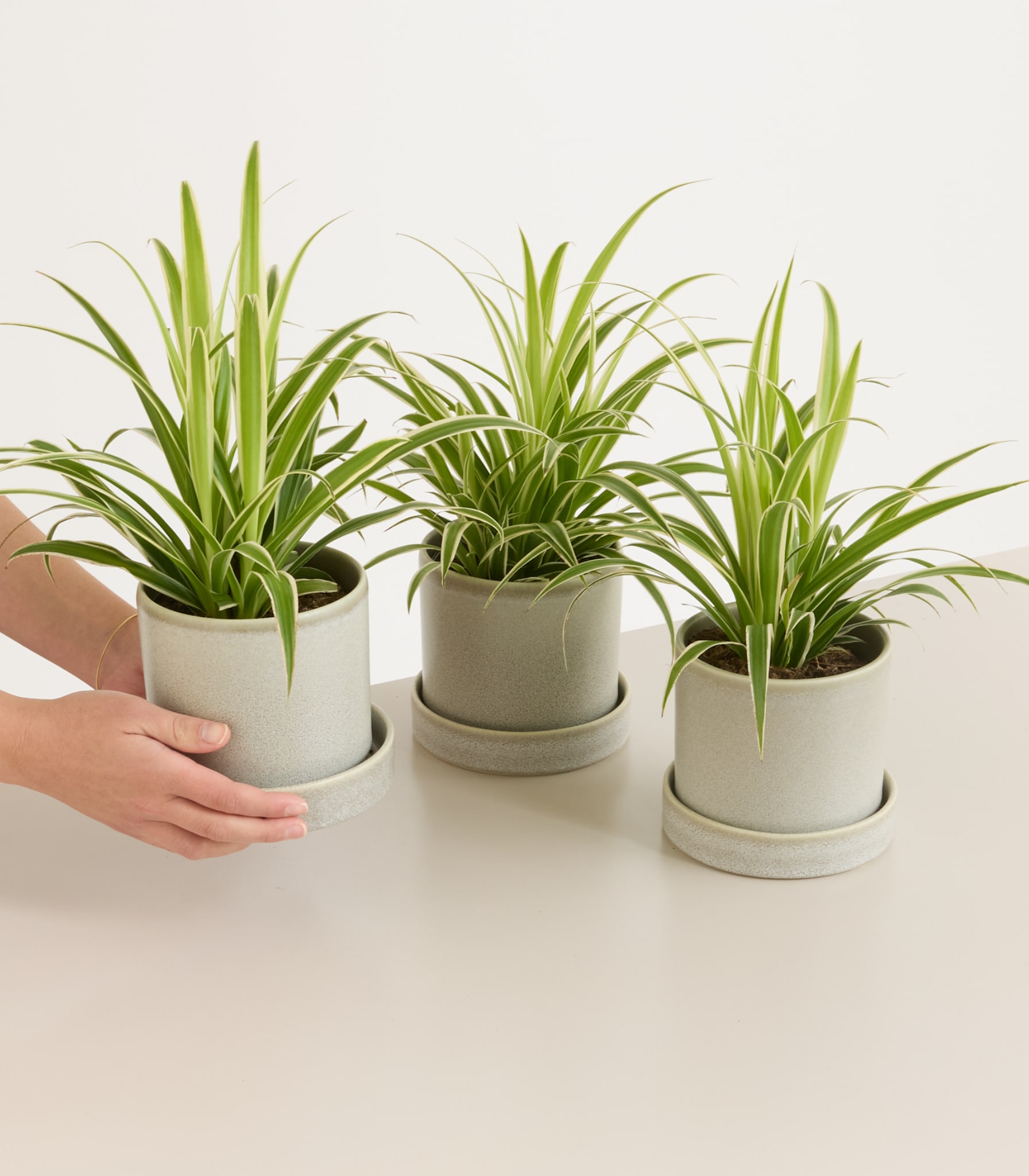 Grünlilie - 3 Stück