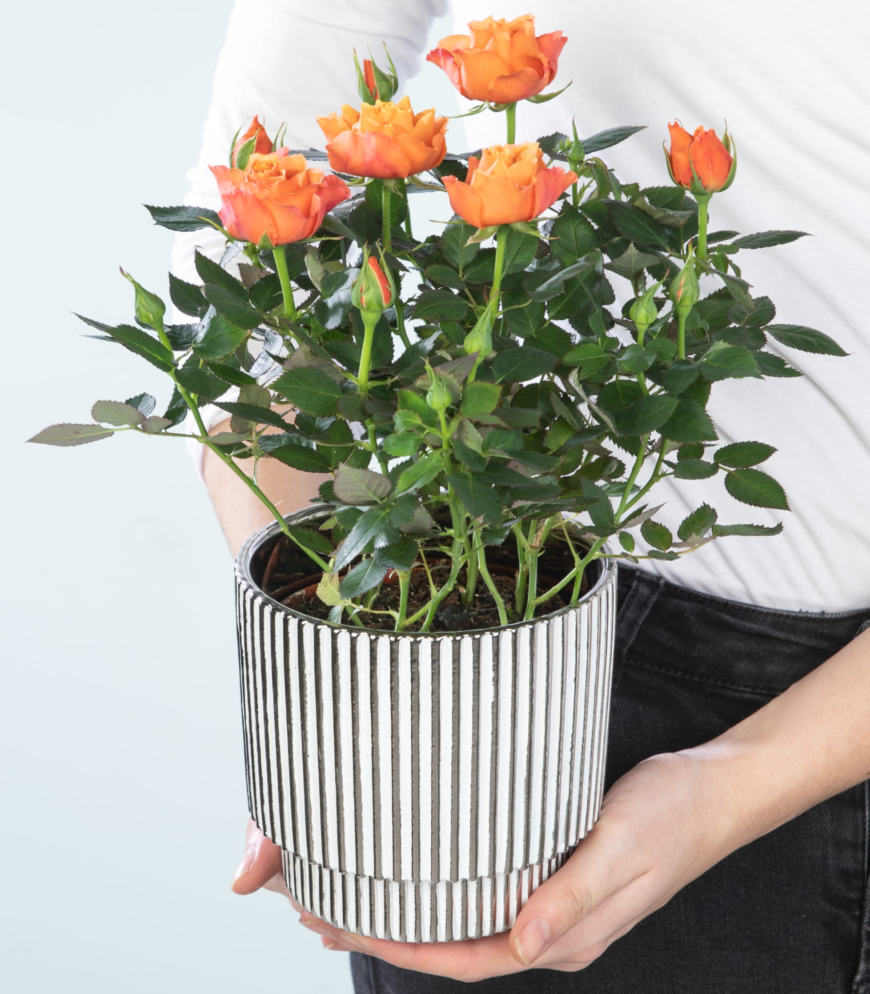 Die Hände einer Person halten eine Topfpflanze mit leuchtend orangefarbenen Rosen vor einem schlichten weißen Hintergrund.