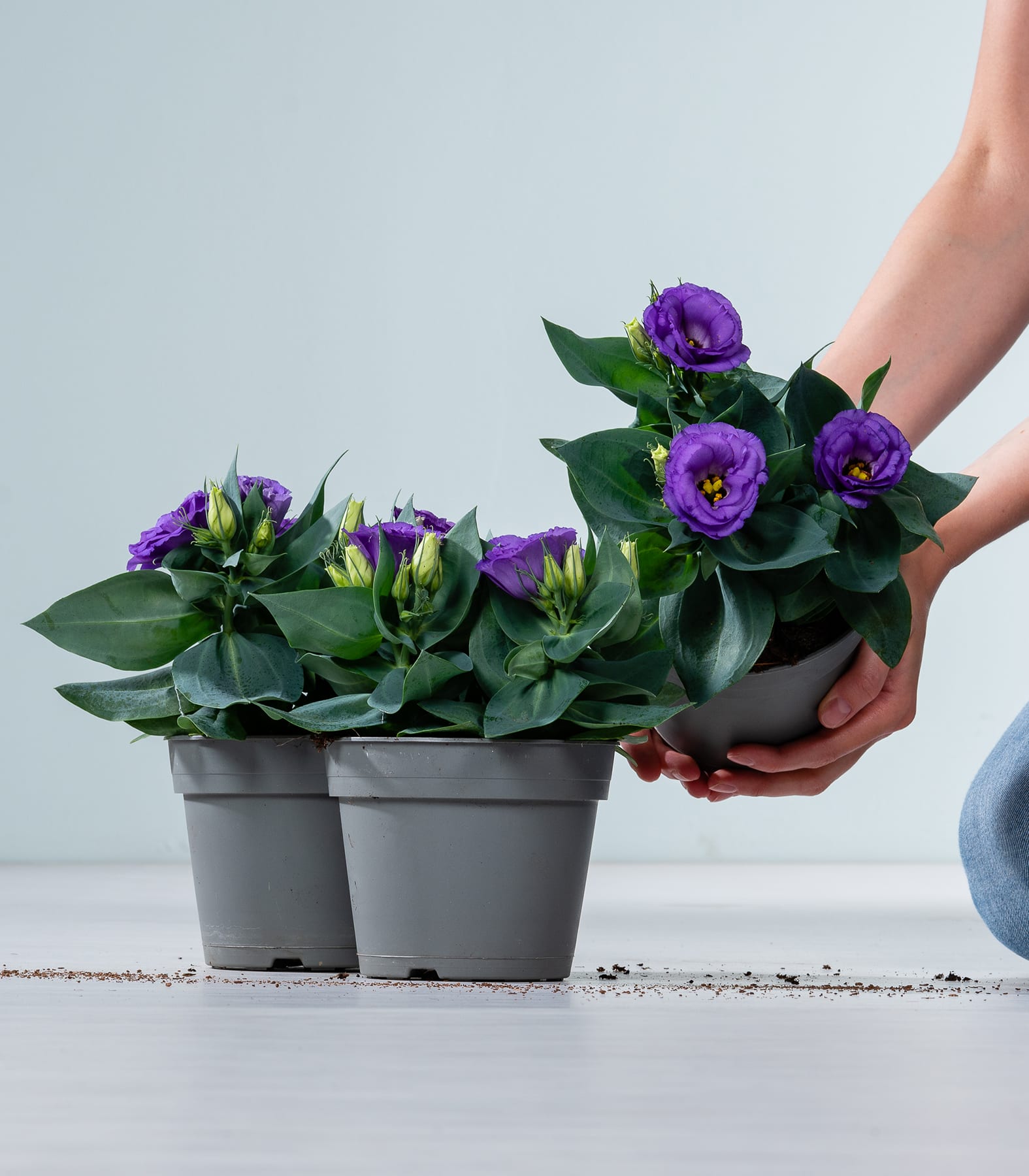 Leuchtend violette Lisianthusblüten mit grünen Blättern vor hellem Hintergrund.