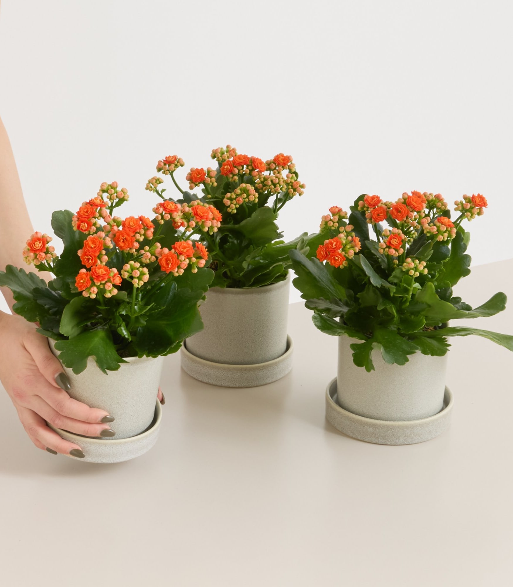 Das Bild zeigt drei Topfpflanzen mit leuchtend orangefarbenen und gelben Blüten vor einem schlichten weißen Hintergrund.