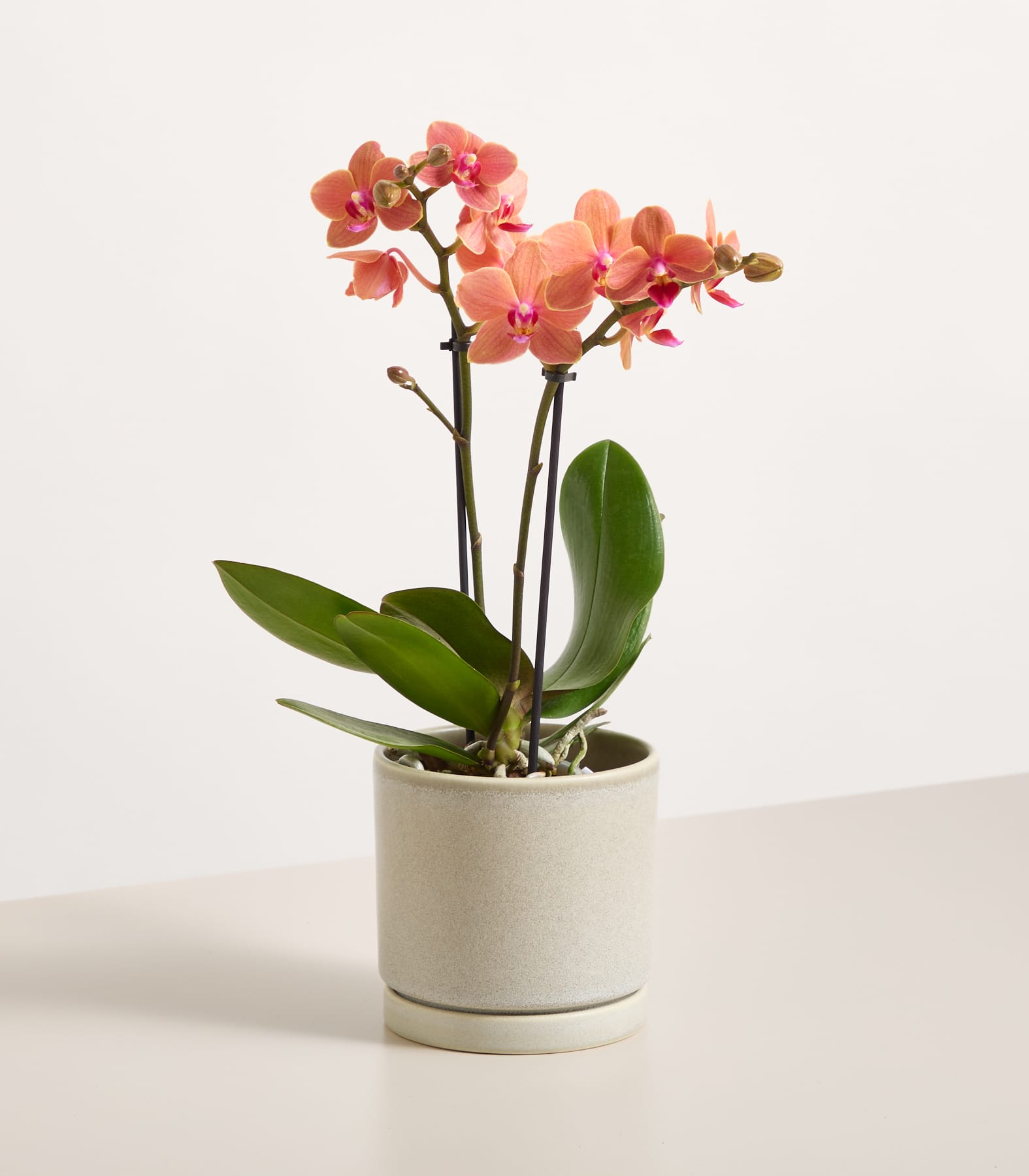 Eine Orchidee im Topf mit leuchtend pinkfarbenen Blüten und grünen Blättern steht auf einem schlichten weißen Hintergrund.