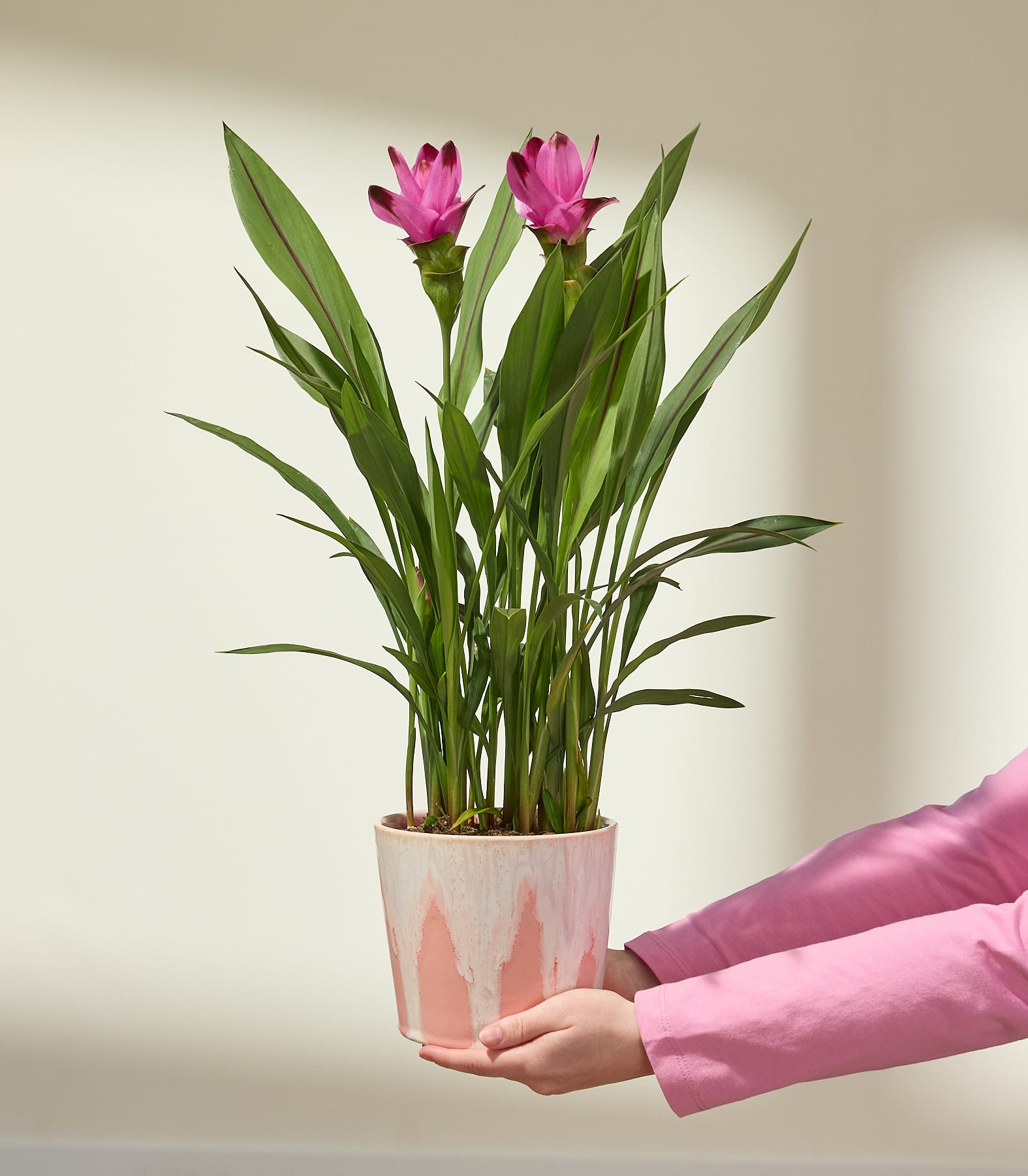 Zwei leuchtend pinkfarbene Blüten blühen über üppigem grünem Laub in einem pink-weißen Topf, gehalten von Händen mit pinkfarbenen Ärmeln vor einem sanft beleuchteten, cremeweißen Hintergrund.