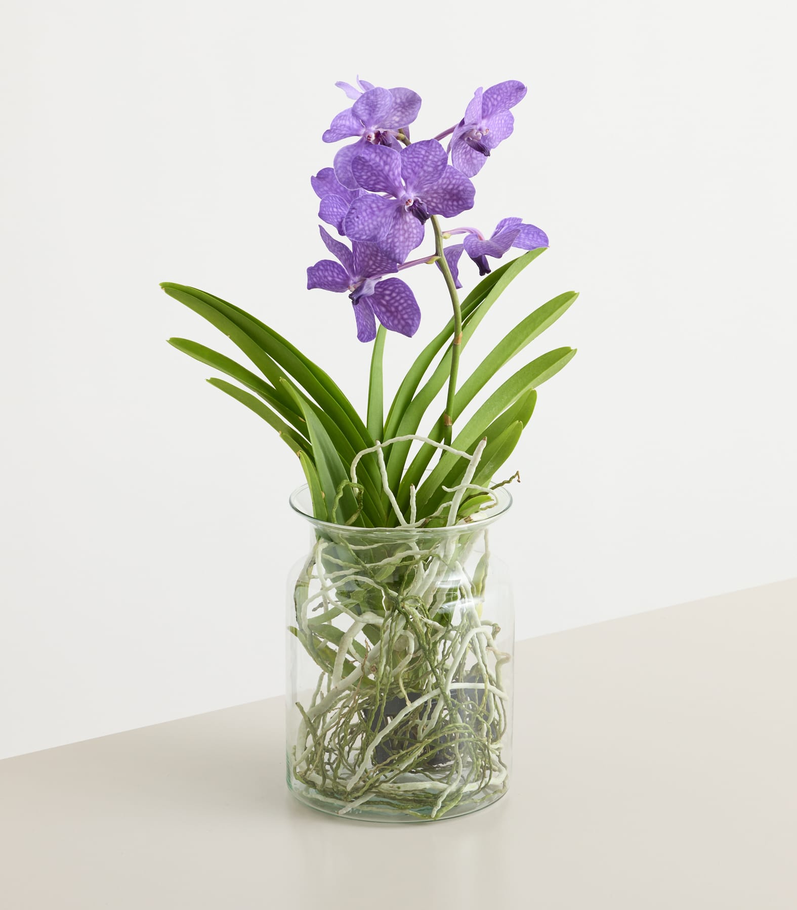 Eine Glasvase mit einem leuchtenden Strauß violetter Orchideenblüten vor schlichtem weißen Hintergrund.