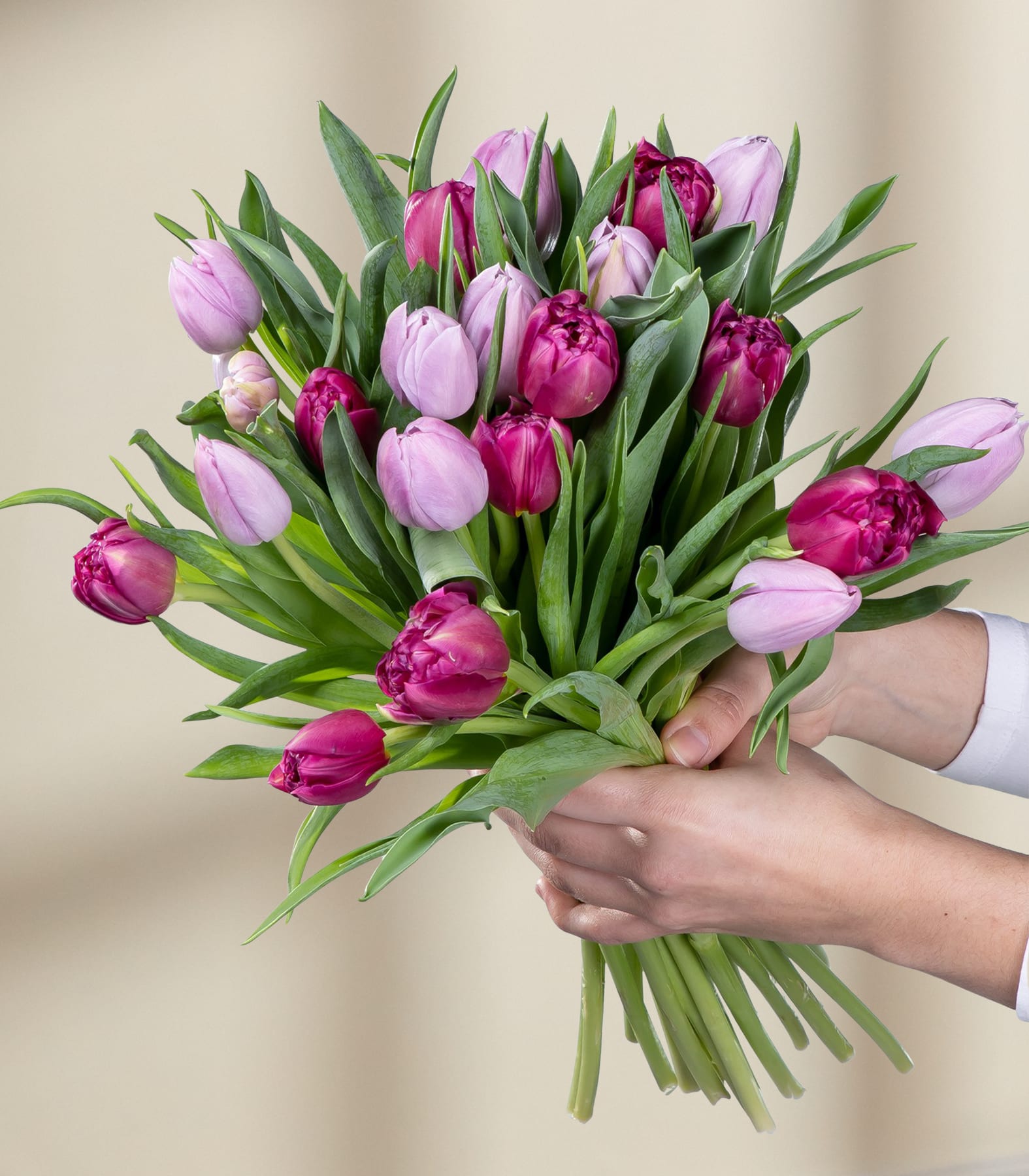 Lila Tulpen - 20 Stiele
