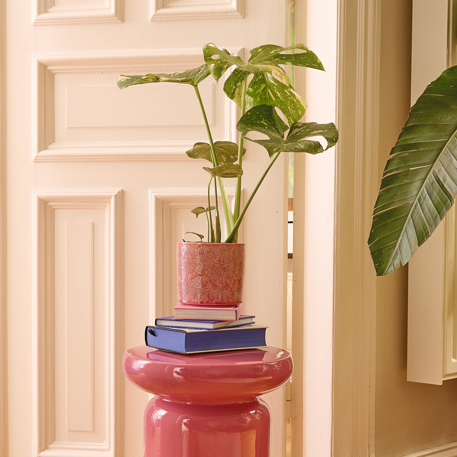 Das Bild zeigt eine Nahaufnahme eines bunten Blattes in Grün- und Gelbtönen vor einem schlichten weißen Hintergrund.