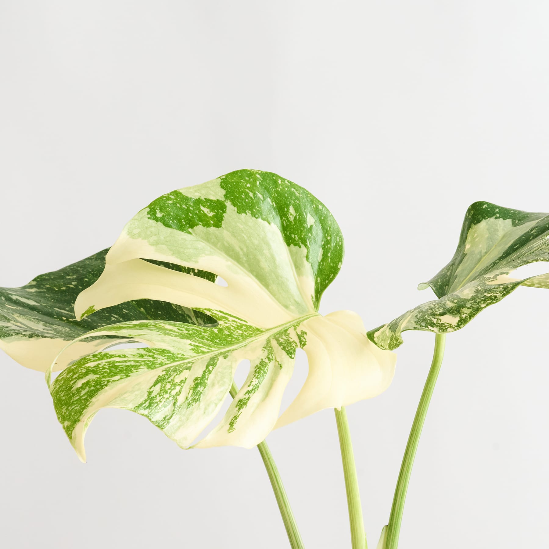 Eine Topfpflanze mit großen, grünen Blättern steht auf einer hellen Fläche vor einem schlichten weißen Hintergrund.