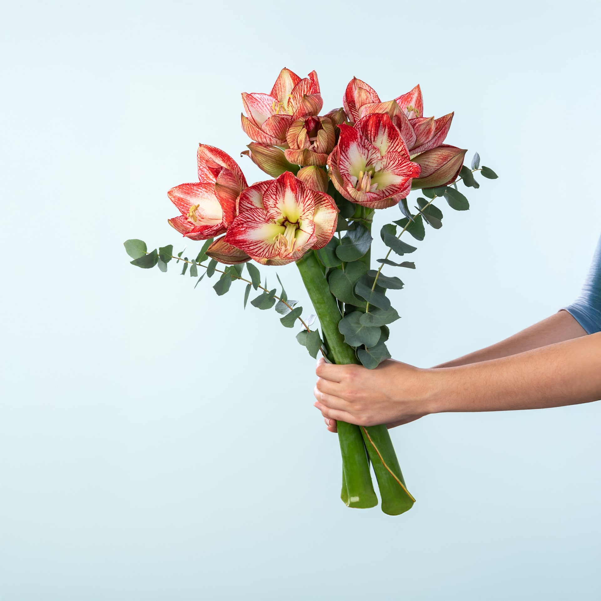 Leuchtend rote Amaryllisblüten mit zarten Blütenblättern und markanten Staubgefäßen heben sich von einem schlichten, hellen Hintergrund ab.