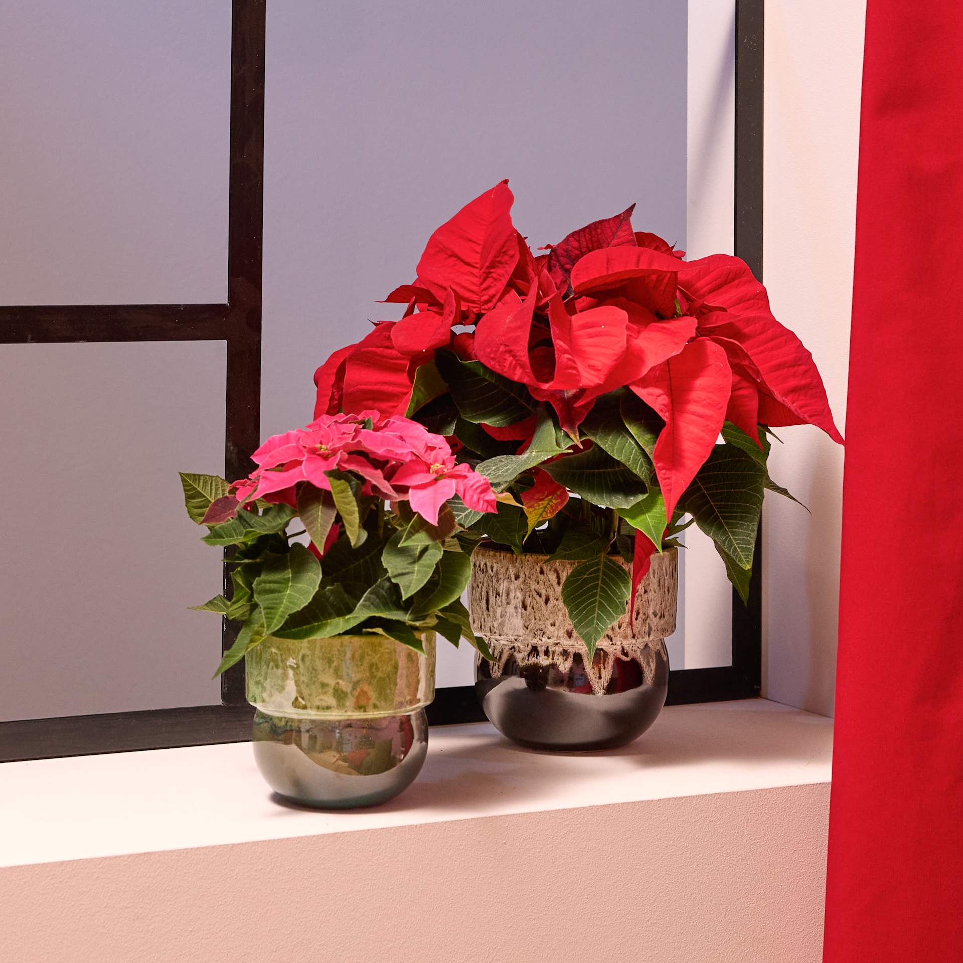 Das Bild zeigt eine farbenfrohe Anordnung roter Weihnachtssternblüten in dekorativen Keramiktöpfen vor dem Hintergrund eines Fensterrahmens und Vorhängen.