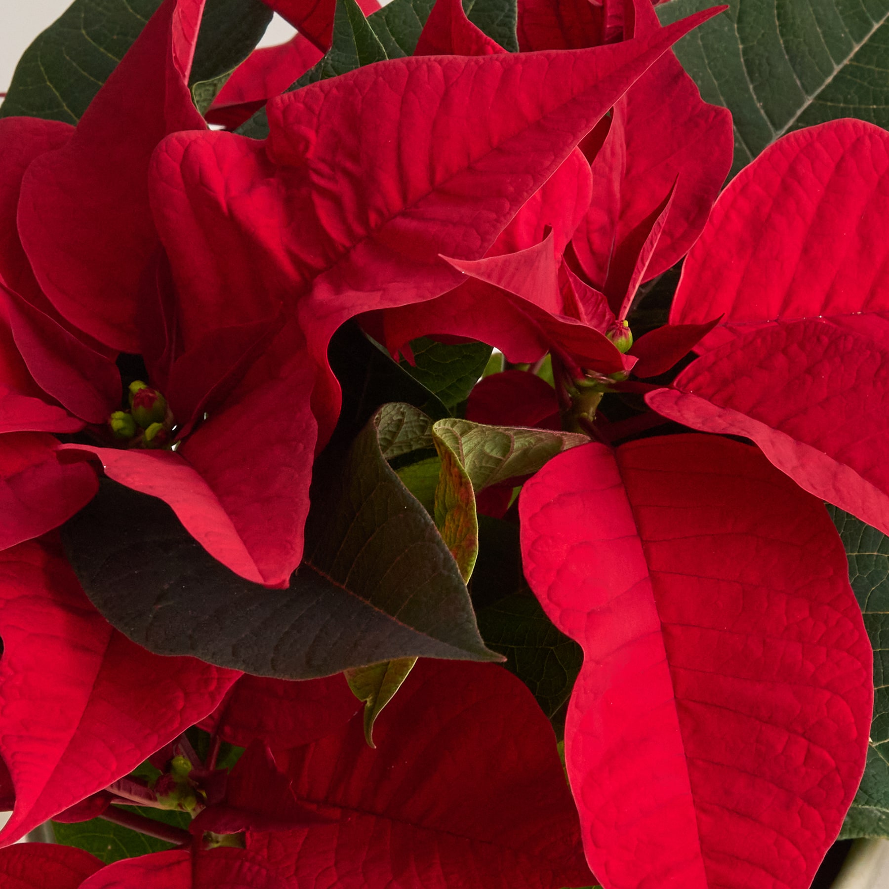 Roter Weihnachtsstern