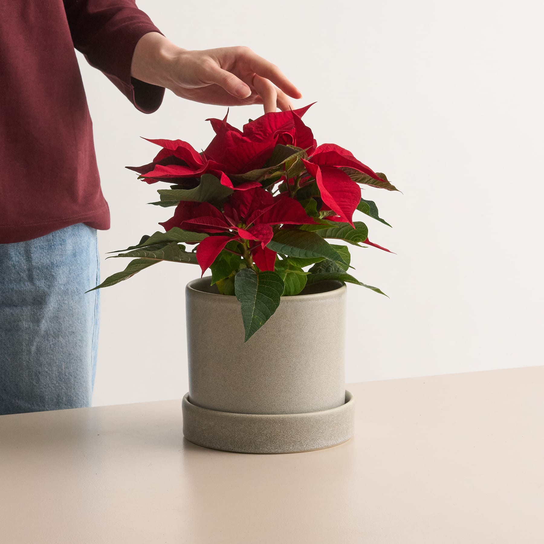 Roter Weihnachtsstern