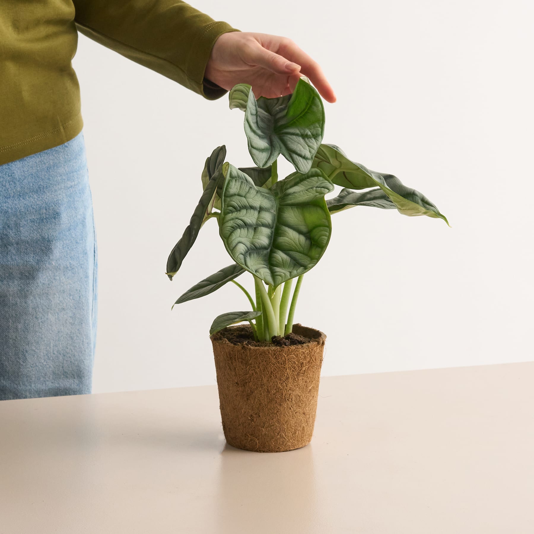 Alocasia 'Silver Dragon' - plastikfrei