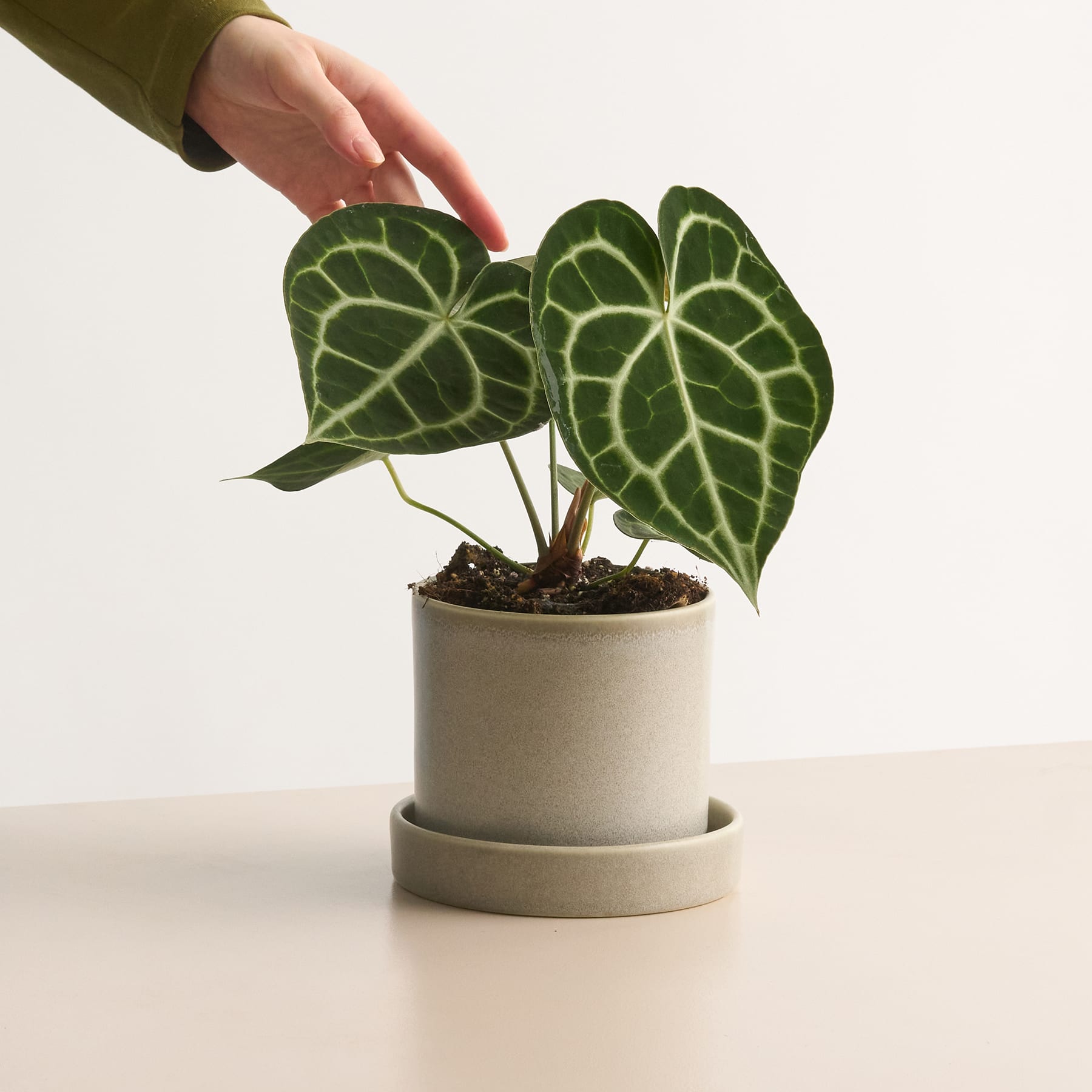 Zweifarbige Anthurium