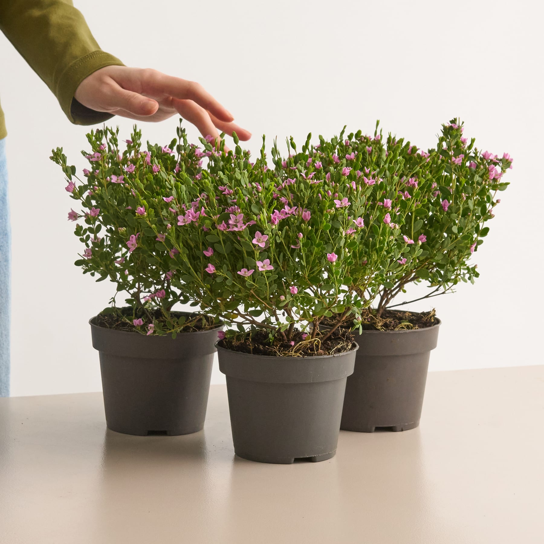 Korallenraute 'Pink Pearl' - 3 Stück