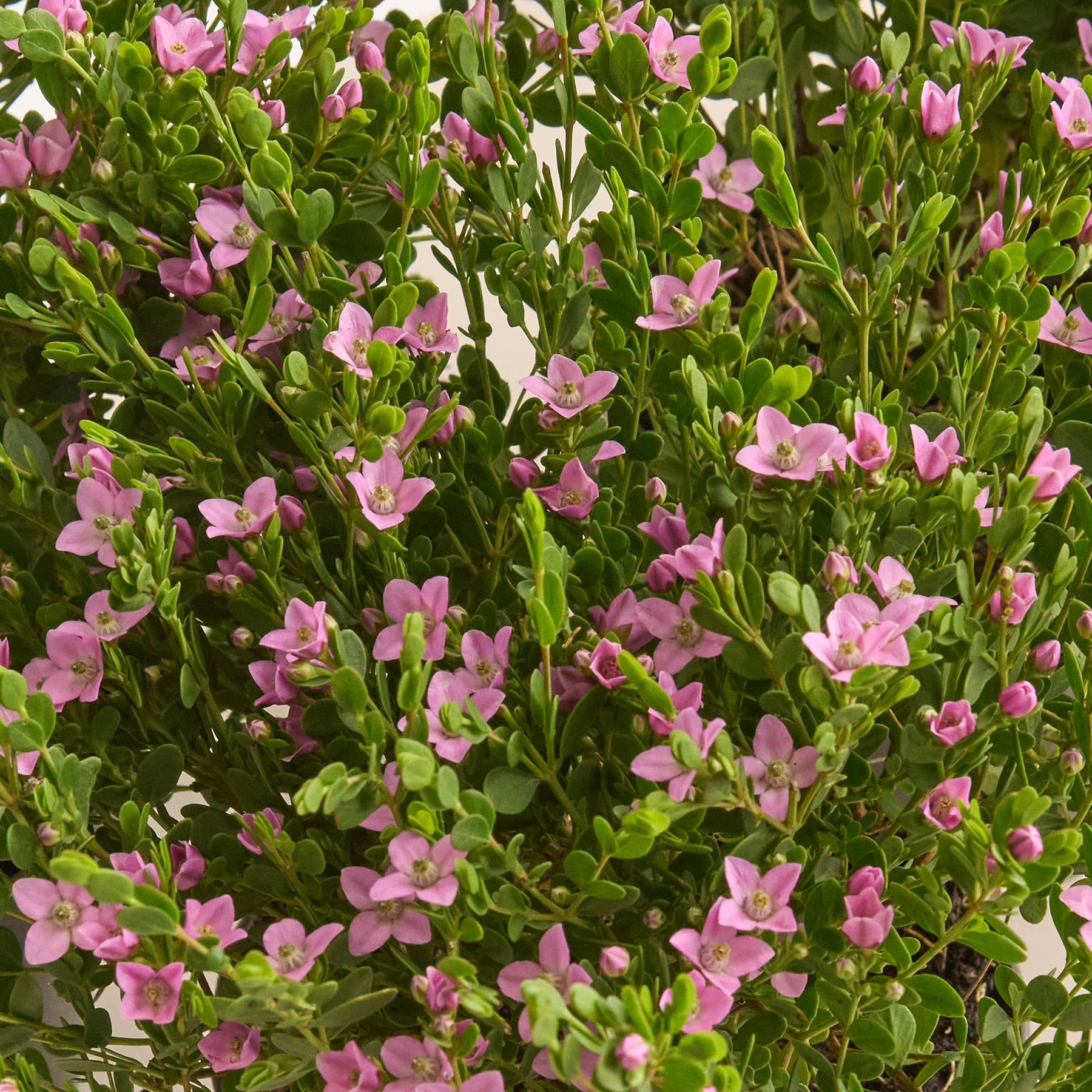 Korallenraute 'Pink Pearl' - 3 Stück